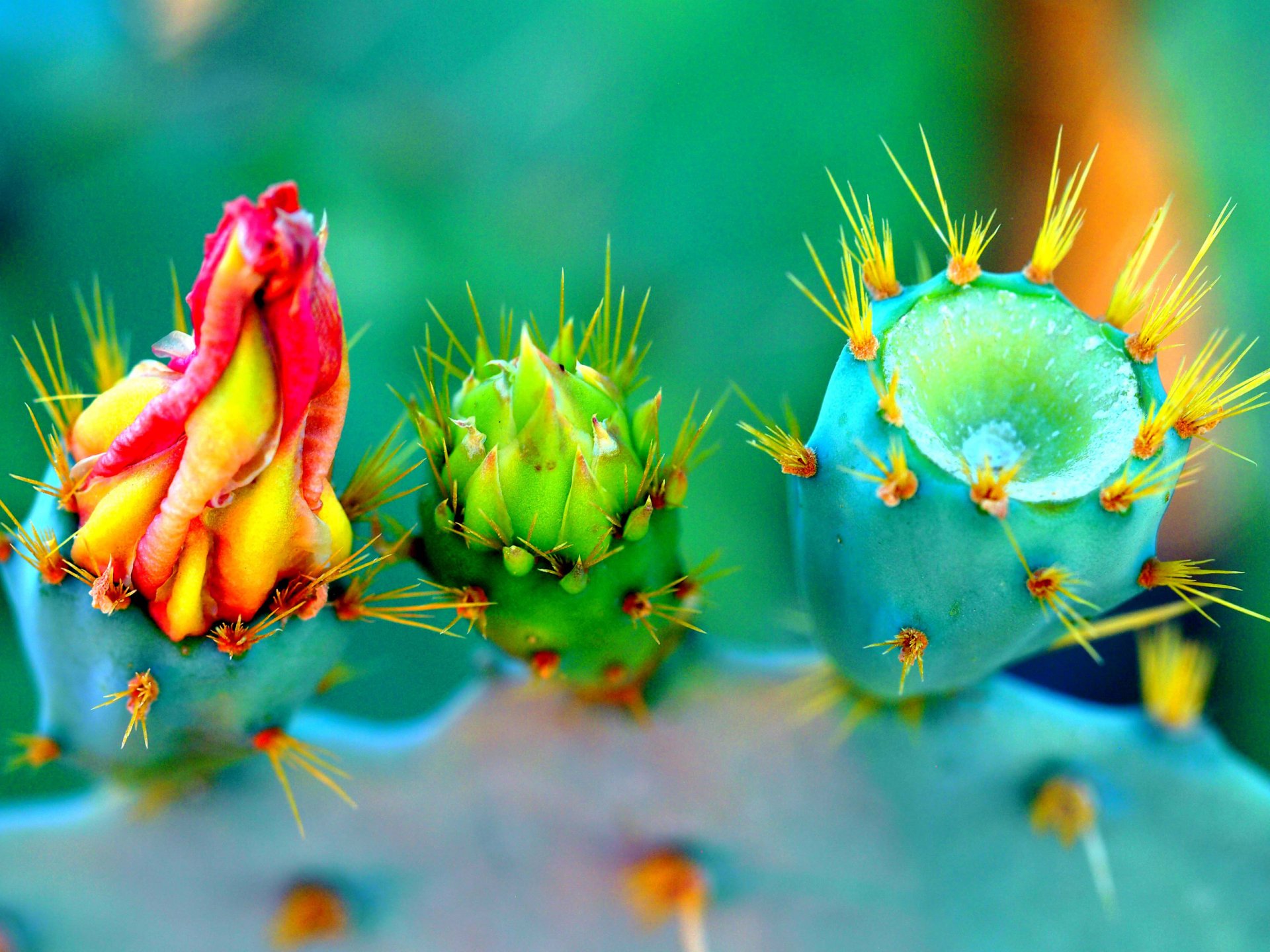 cactus flor pétalos naturaleza planta