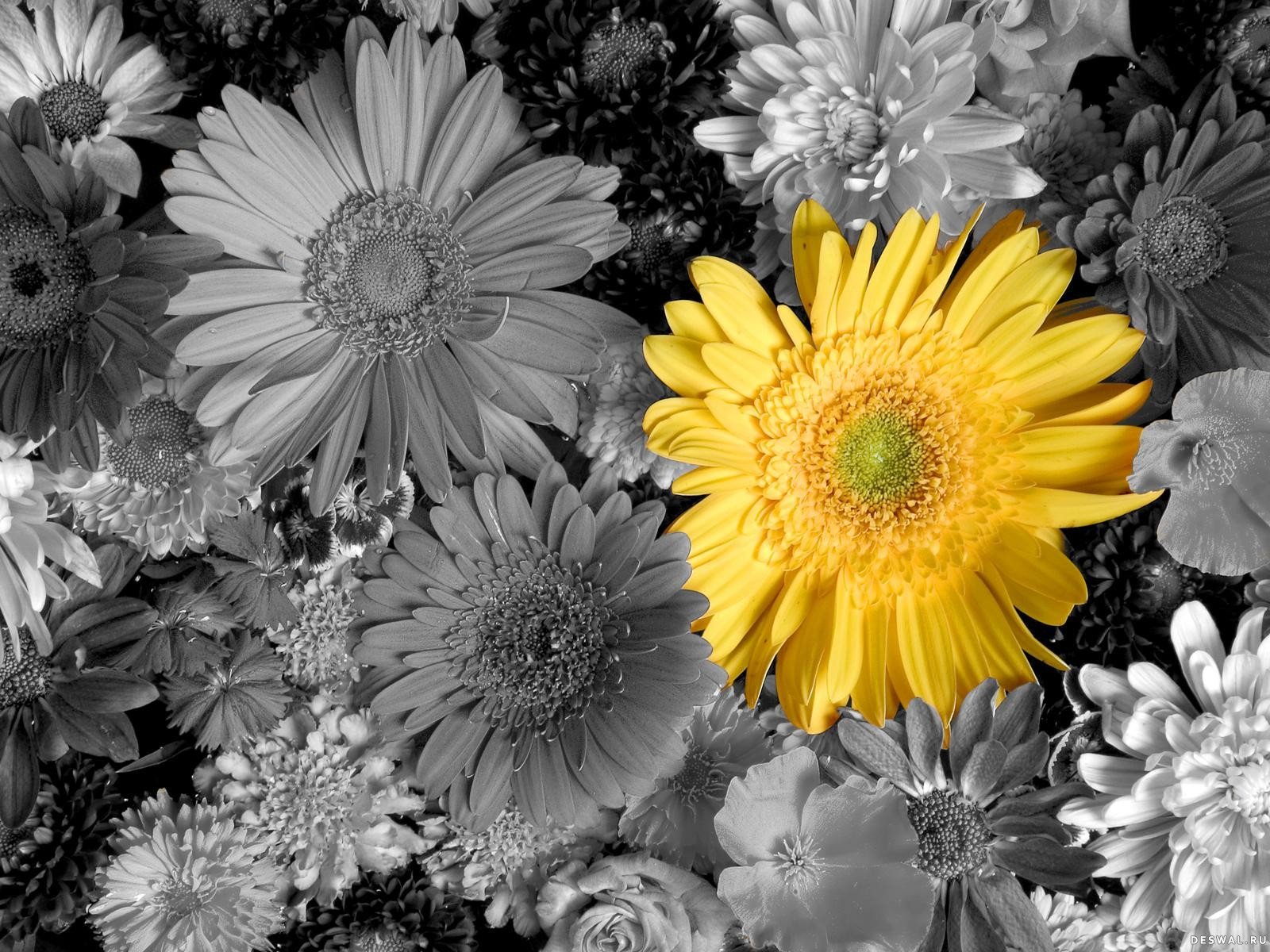 fleurs gerbera jaune pétales bouquet