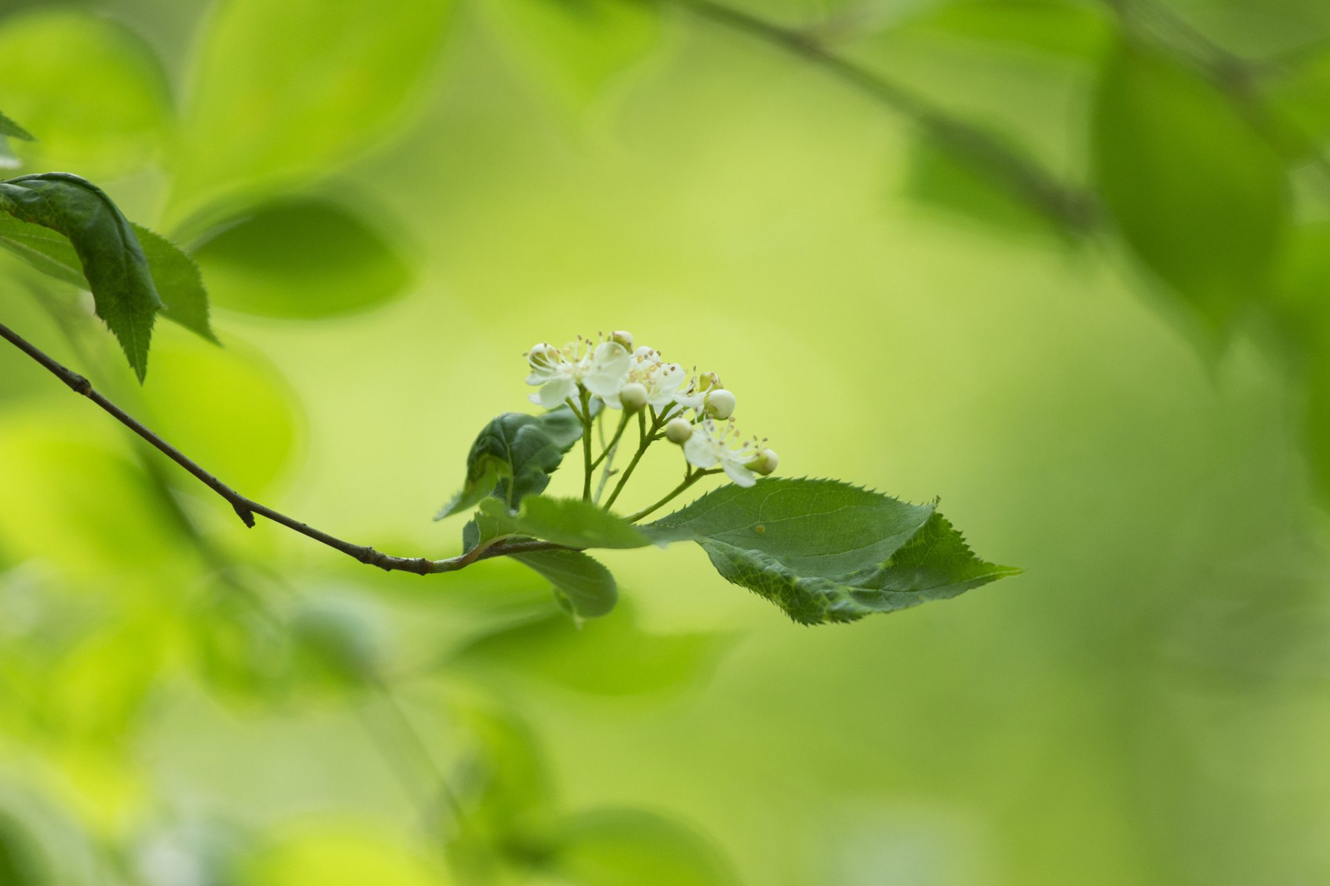 zweig blätter blumen weiß hintergrund