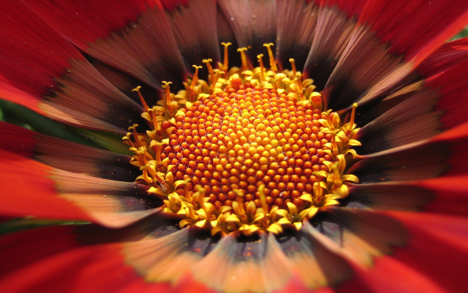 fiore macro giallo