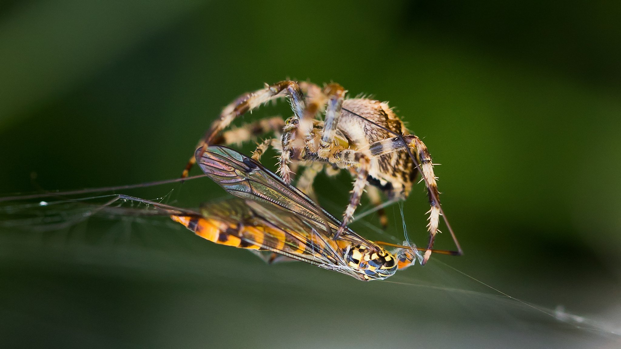 spinne makro insekt wespe spinnennetz