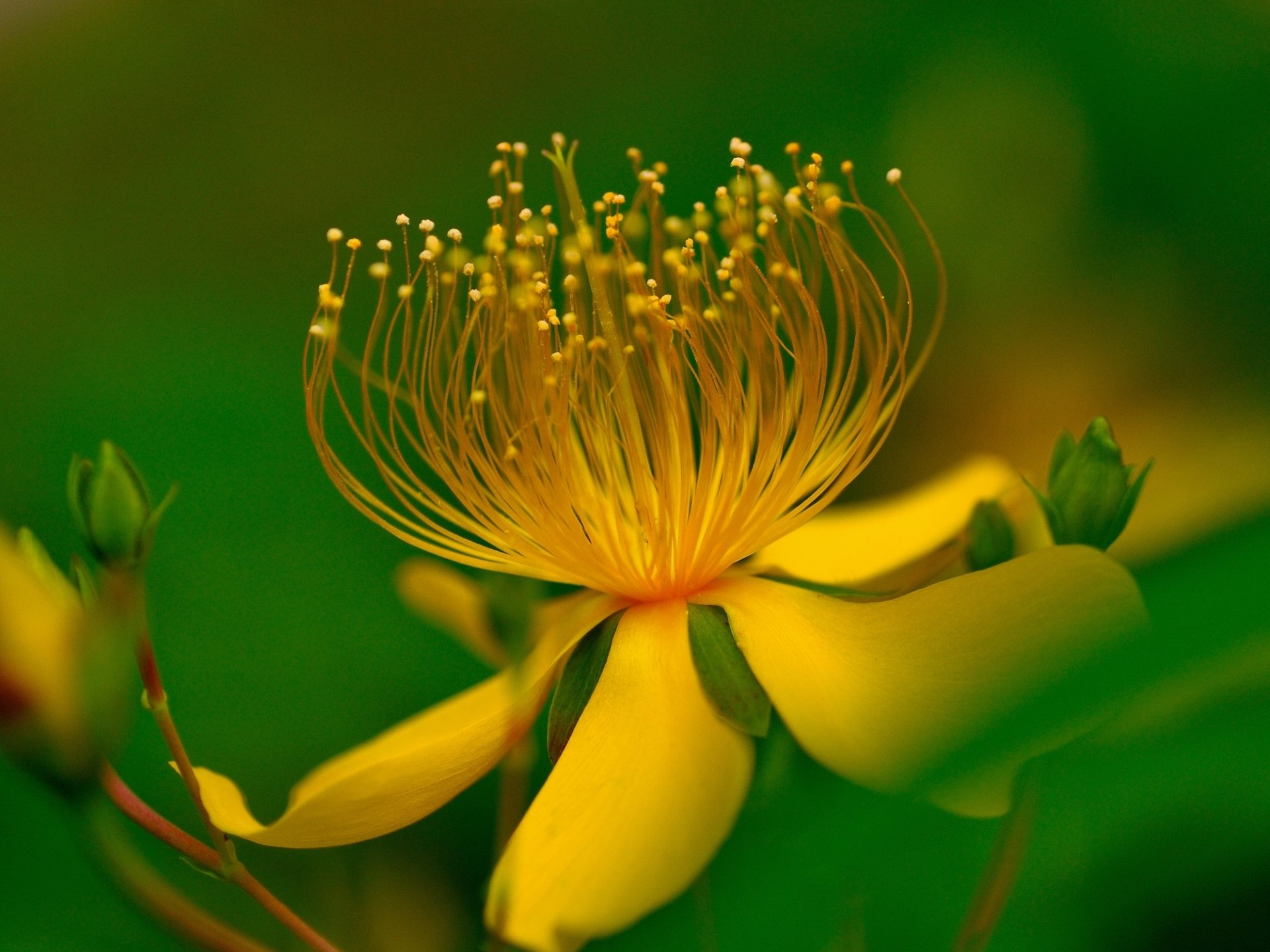 close up flower yellow leaves green background