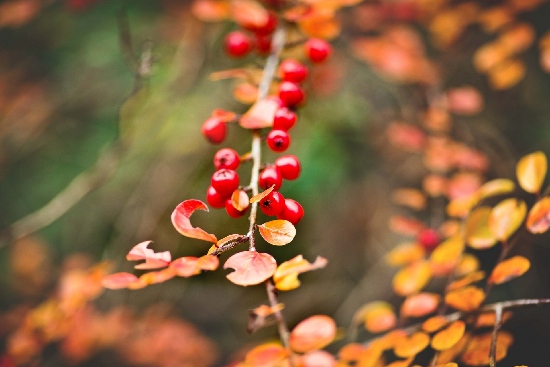 berries red branch bunch of leaves yellow autumn close up bokeh