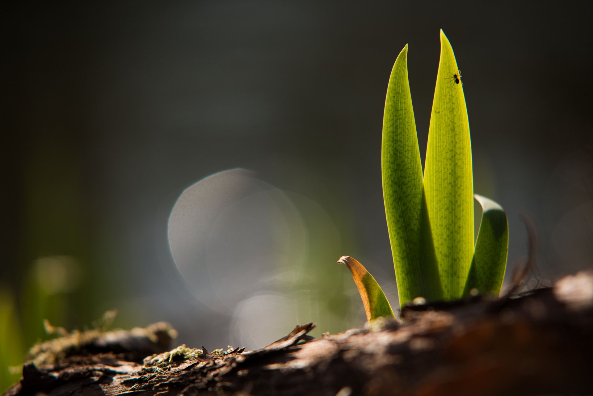 grass the germ green land soil