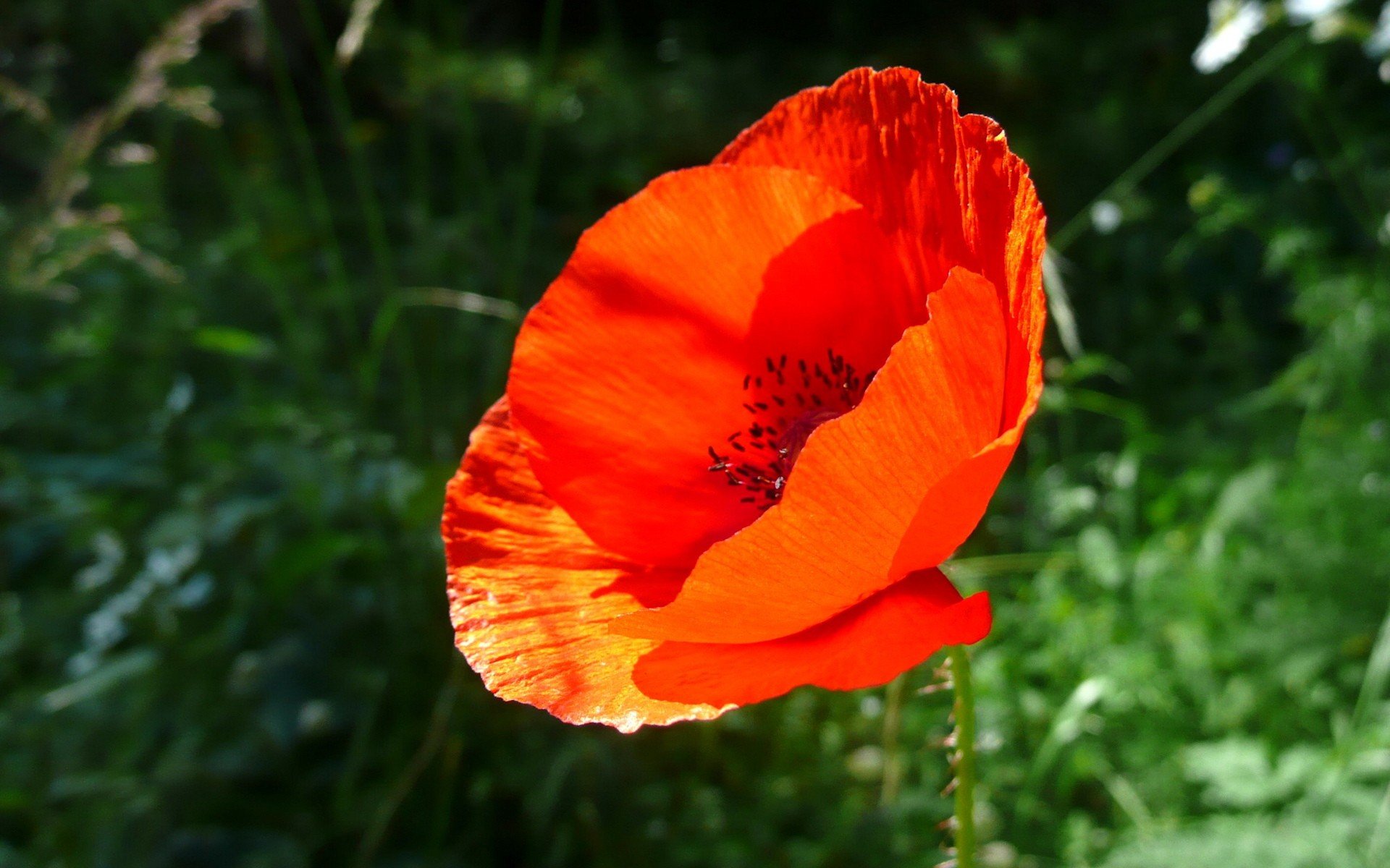 blume rot grün