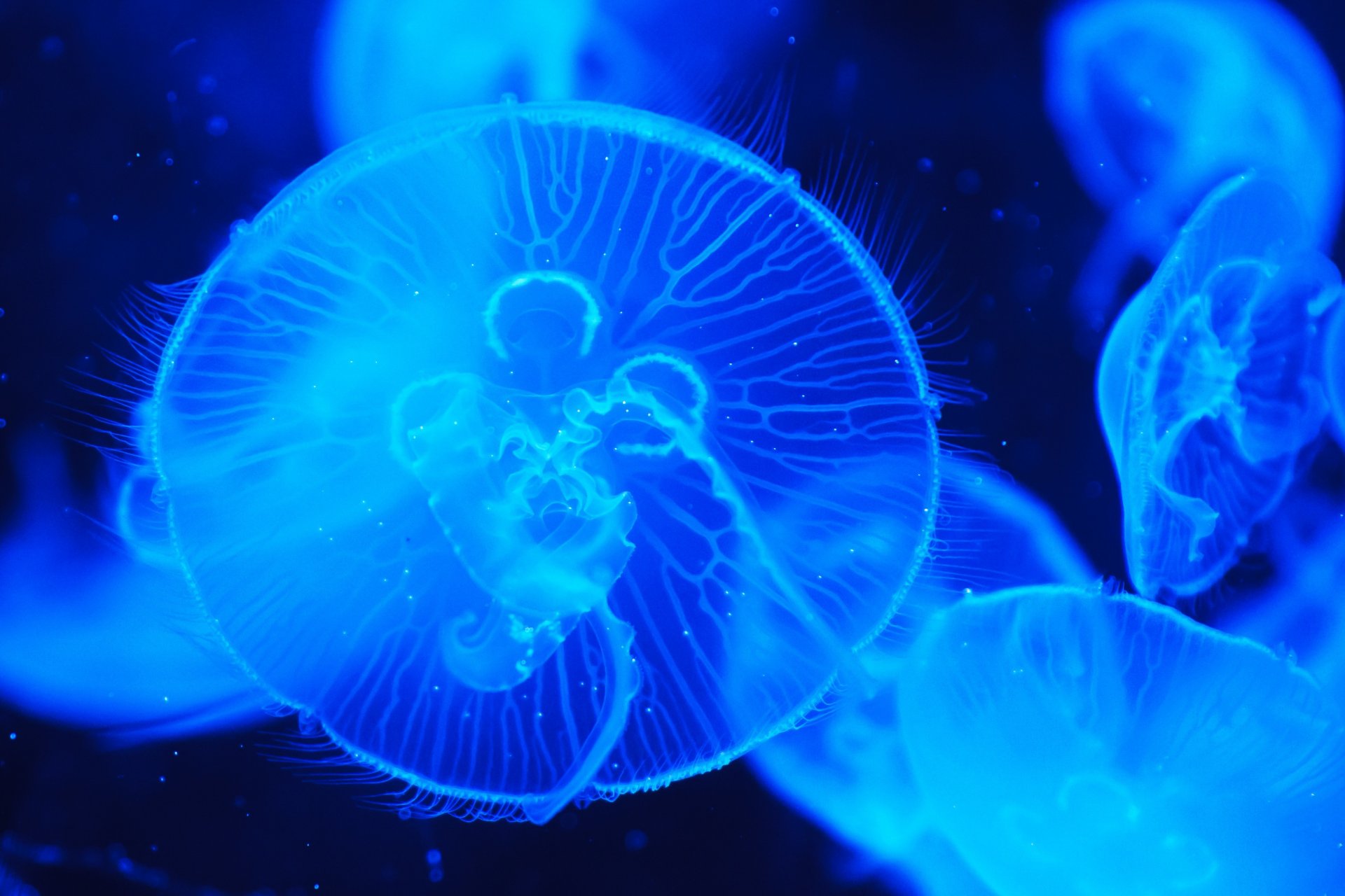 medusas océano agua naturaleza macro