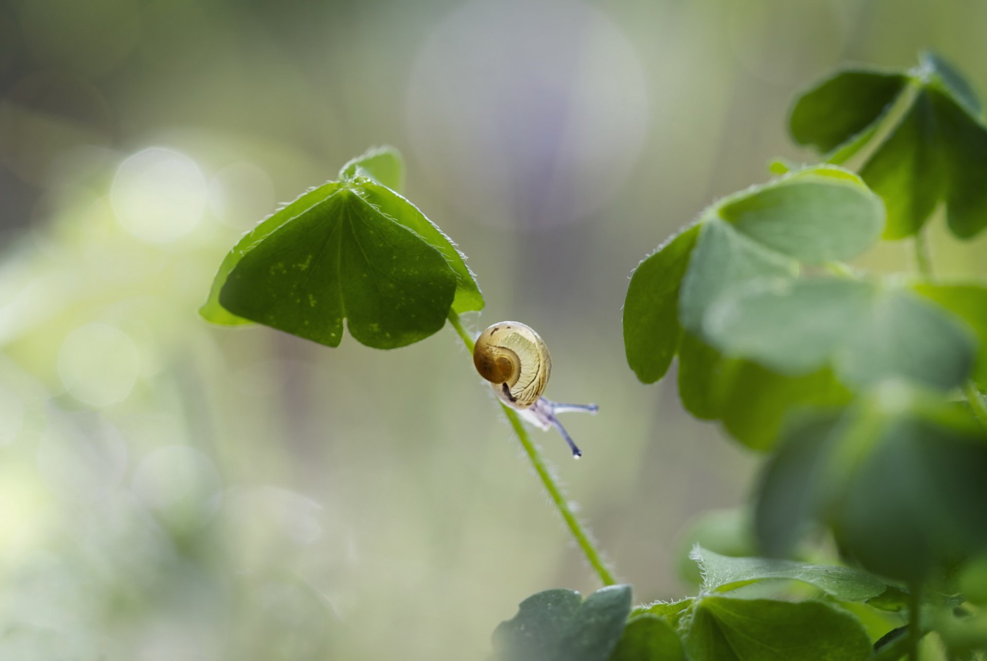 grass leaves snail reflection