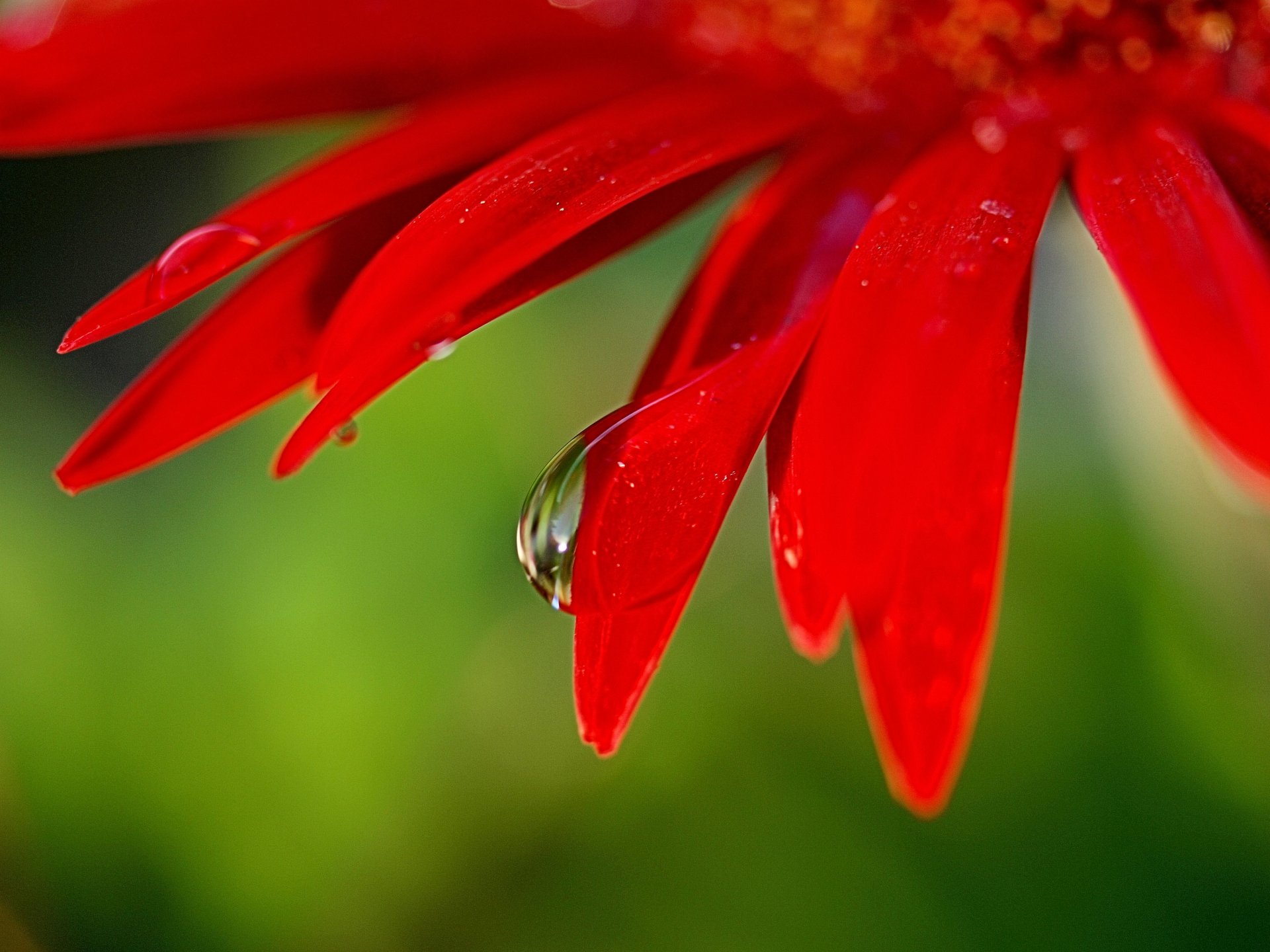 macro flor pétalos rojo brillante gota de agua