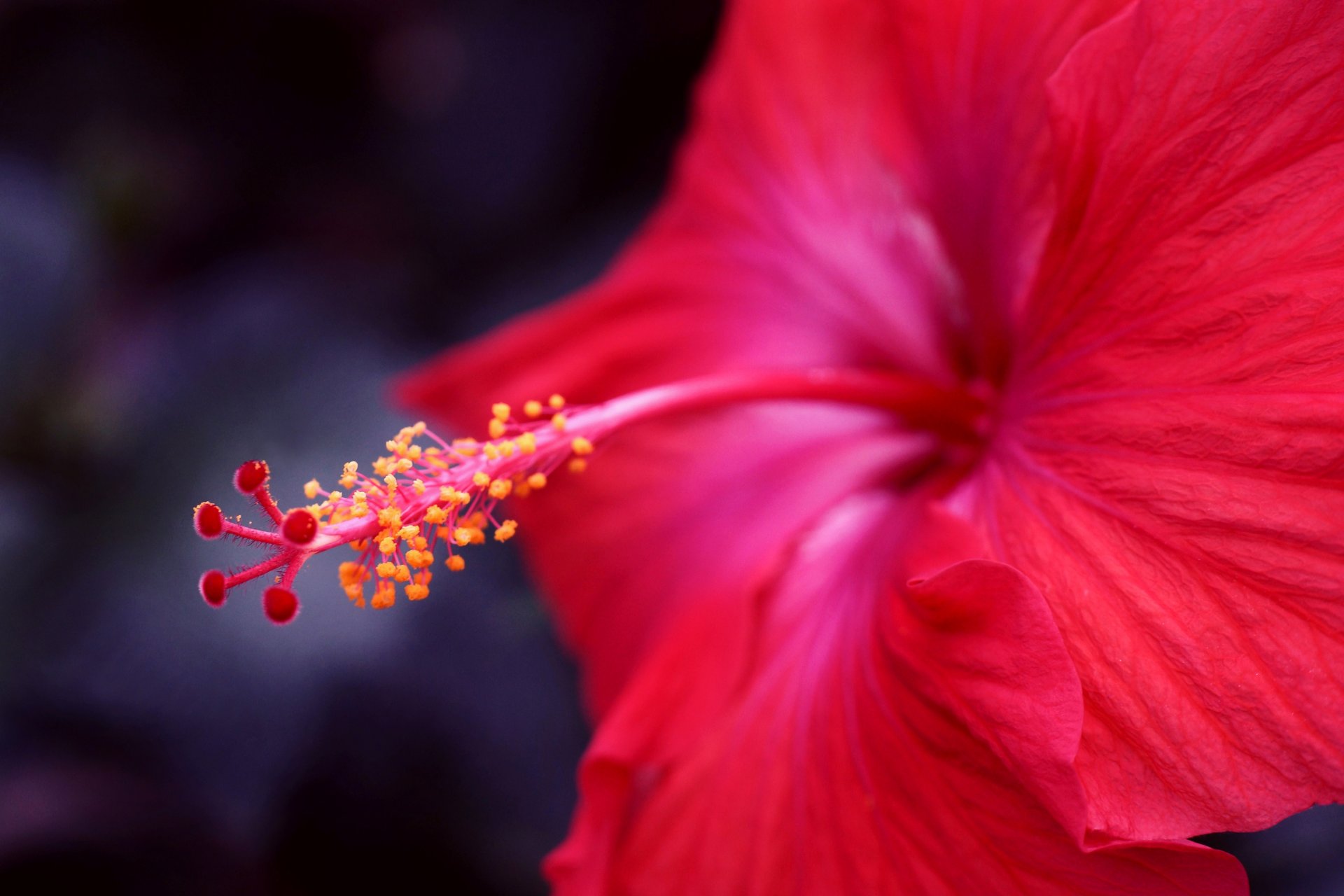 kwiat makro hibiskus focus czerwony