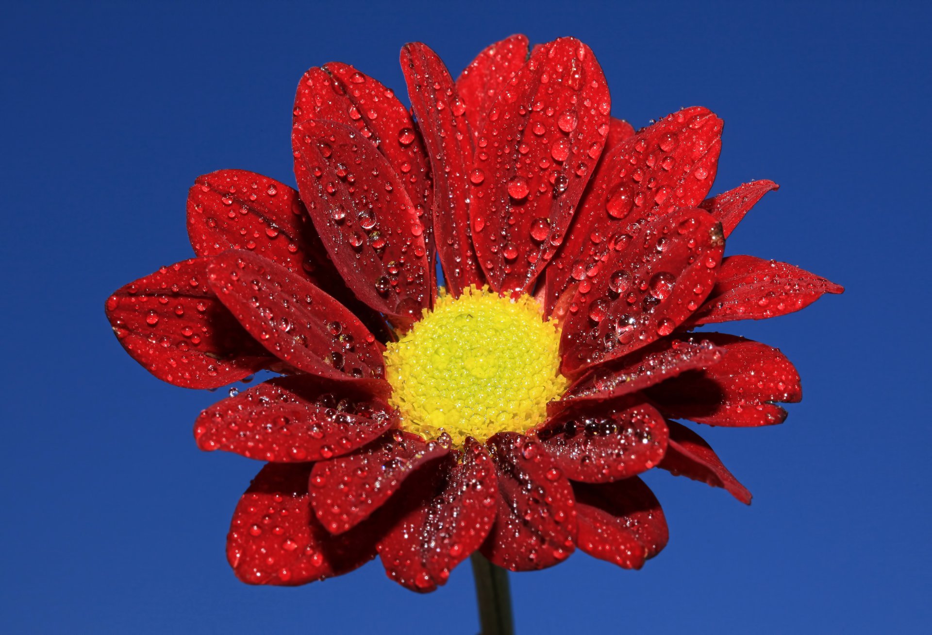 fiore petali cielo gocce rugiada acqua