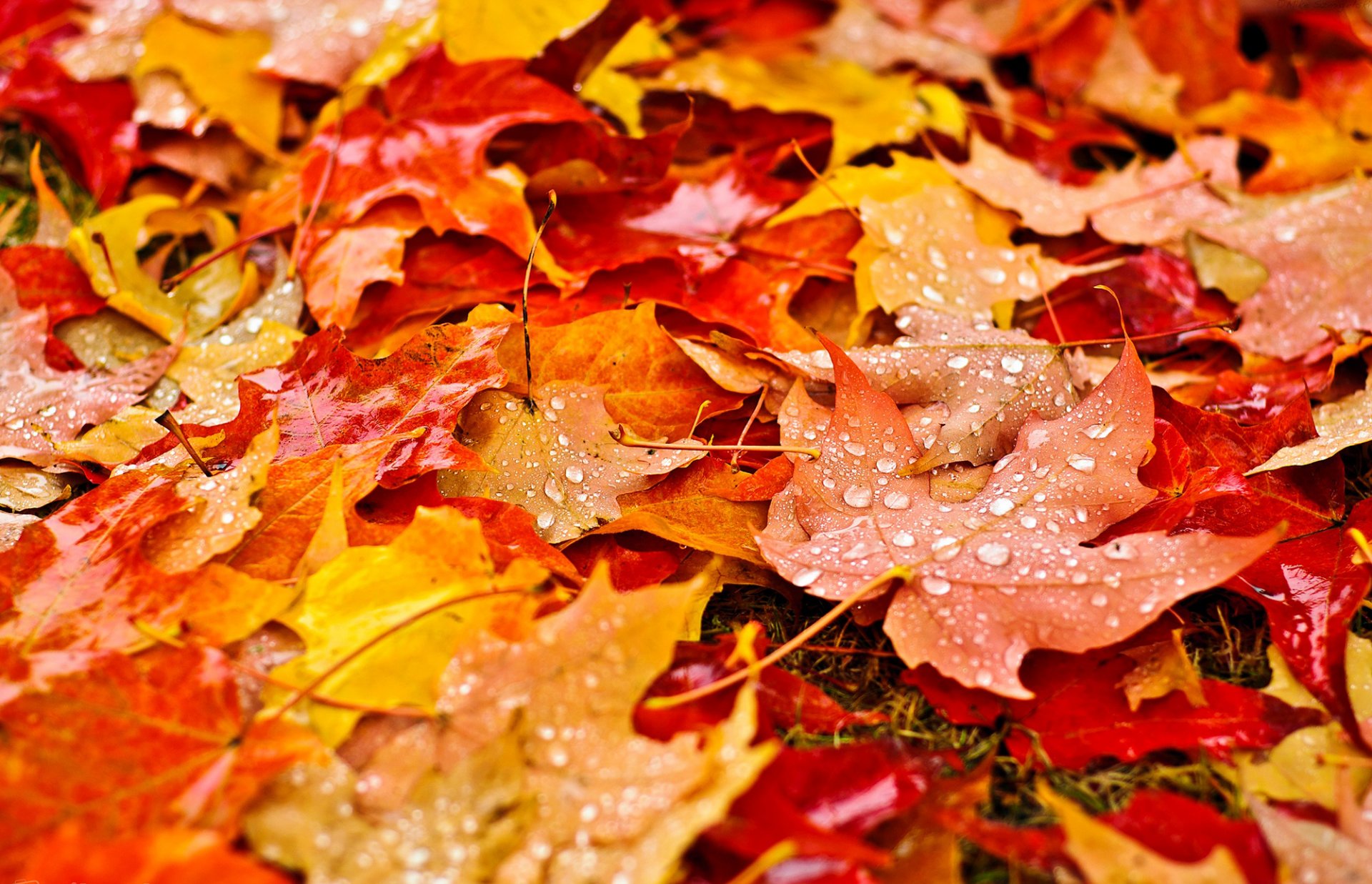 leaves yellow orange autumn nature drops droplets close up