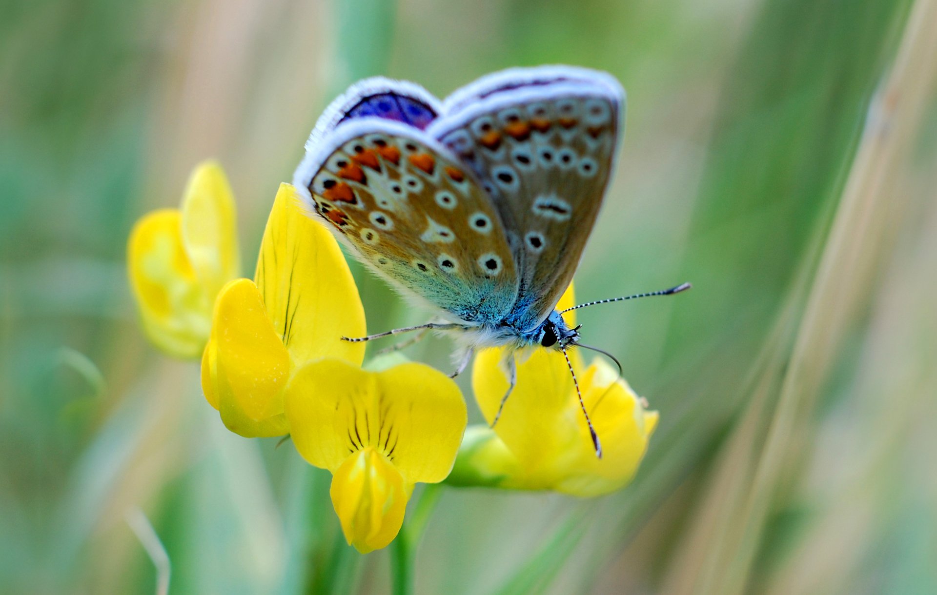 motyl kwiat ćma płatki natura