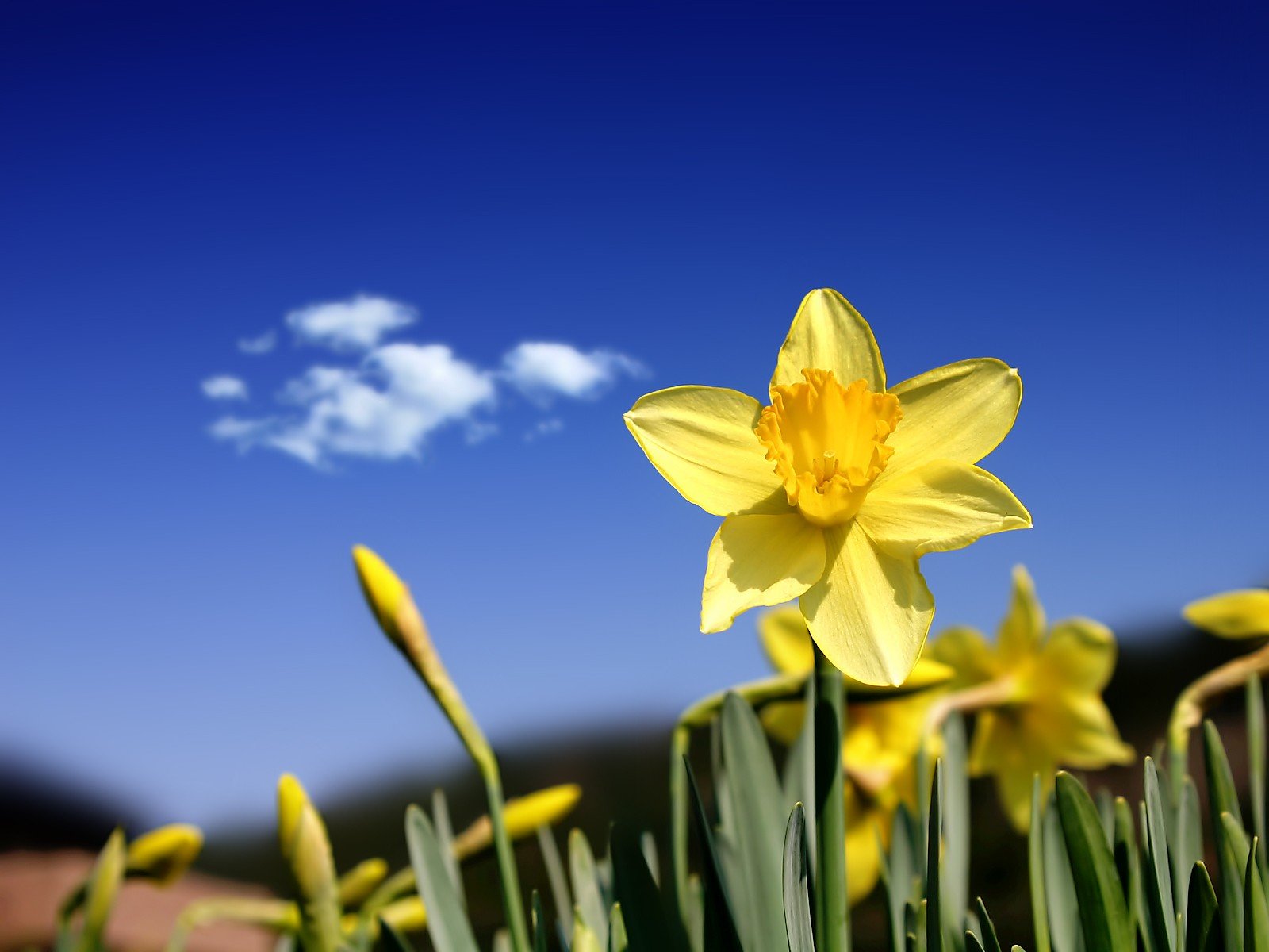 fleur jaune ciel