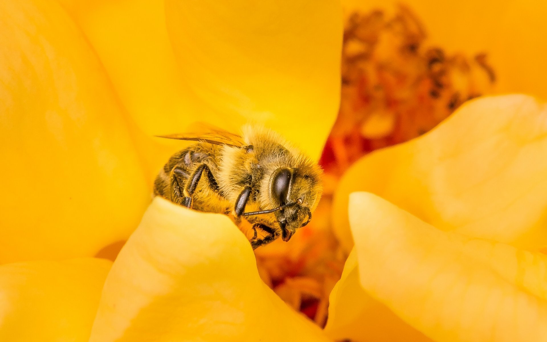 bee insect flower close up