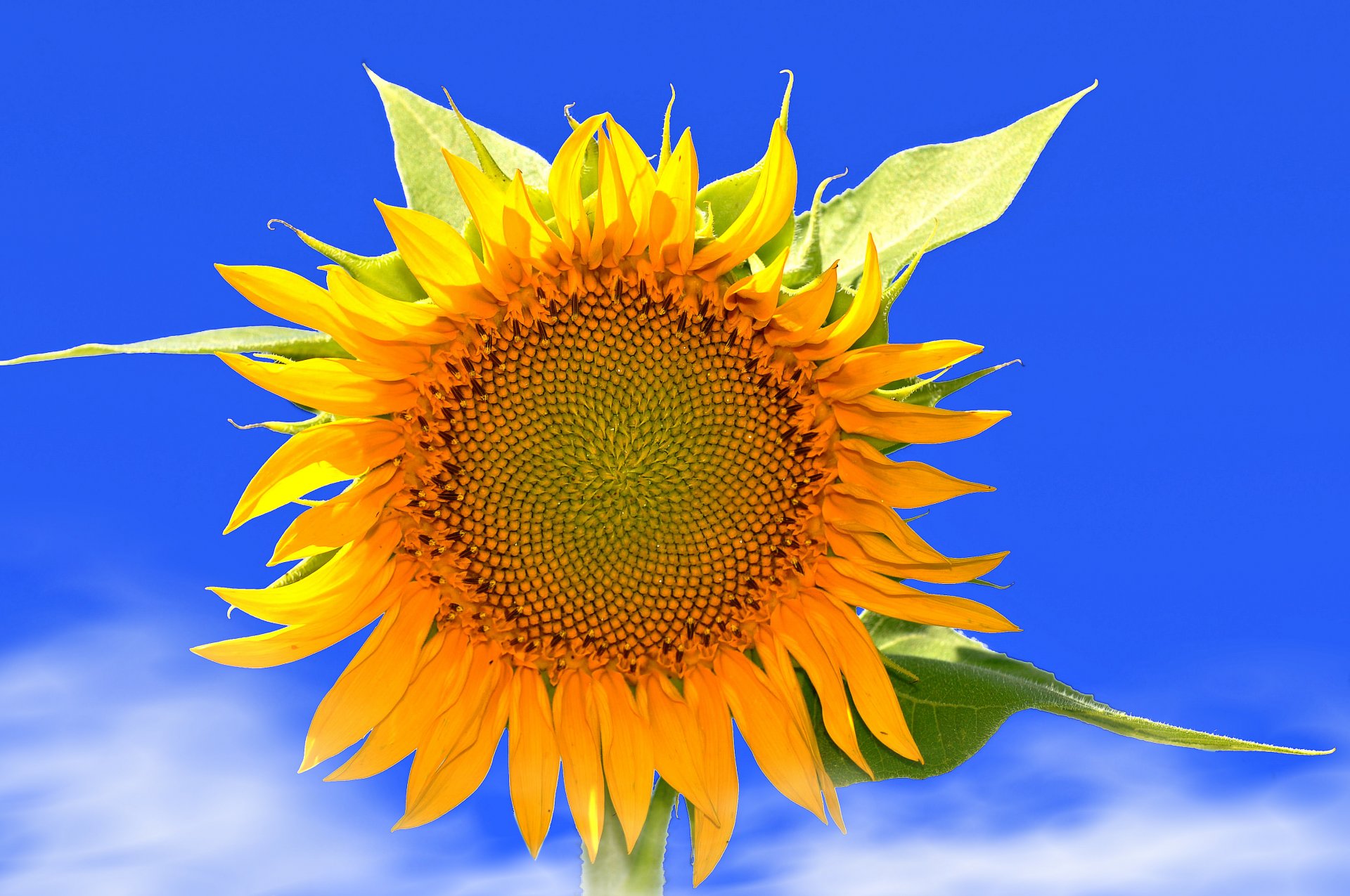 natura cielo fiore girasole nuvole petali foglie