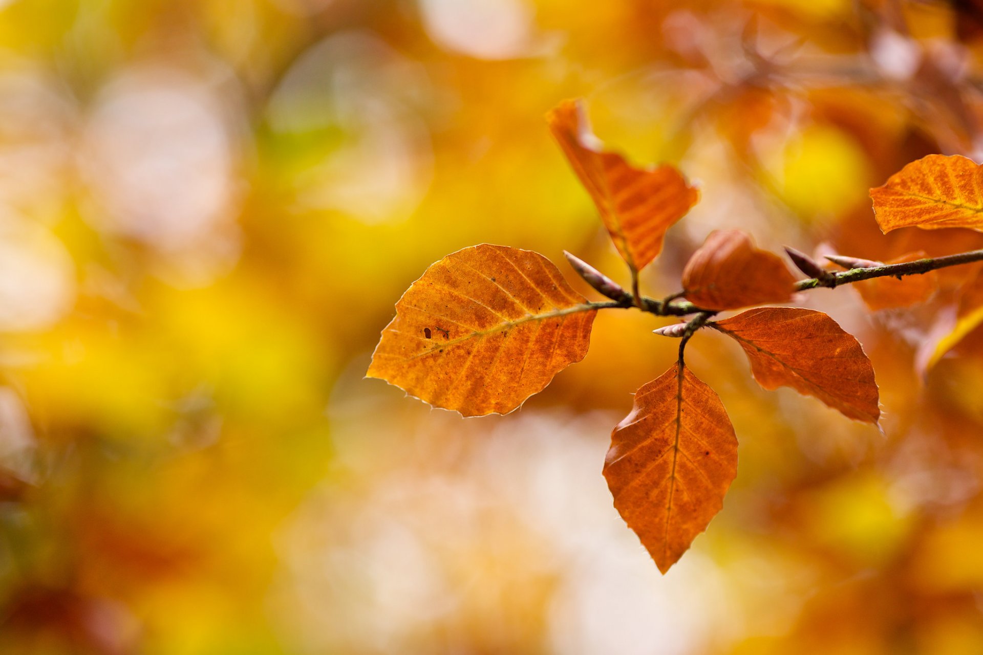 blätter gelb orange zweig herbst bokeh makro natur