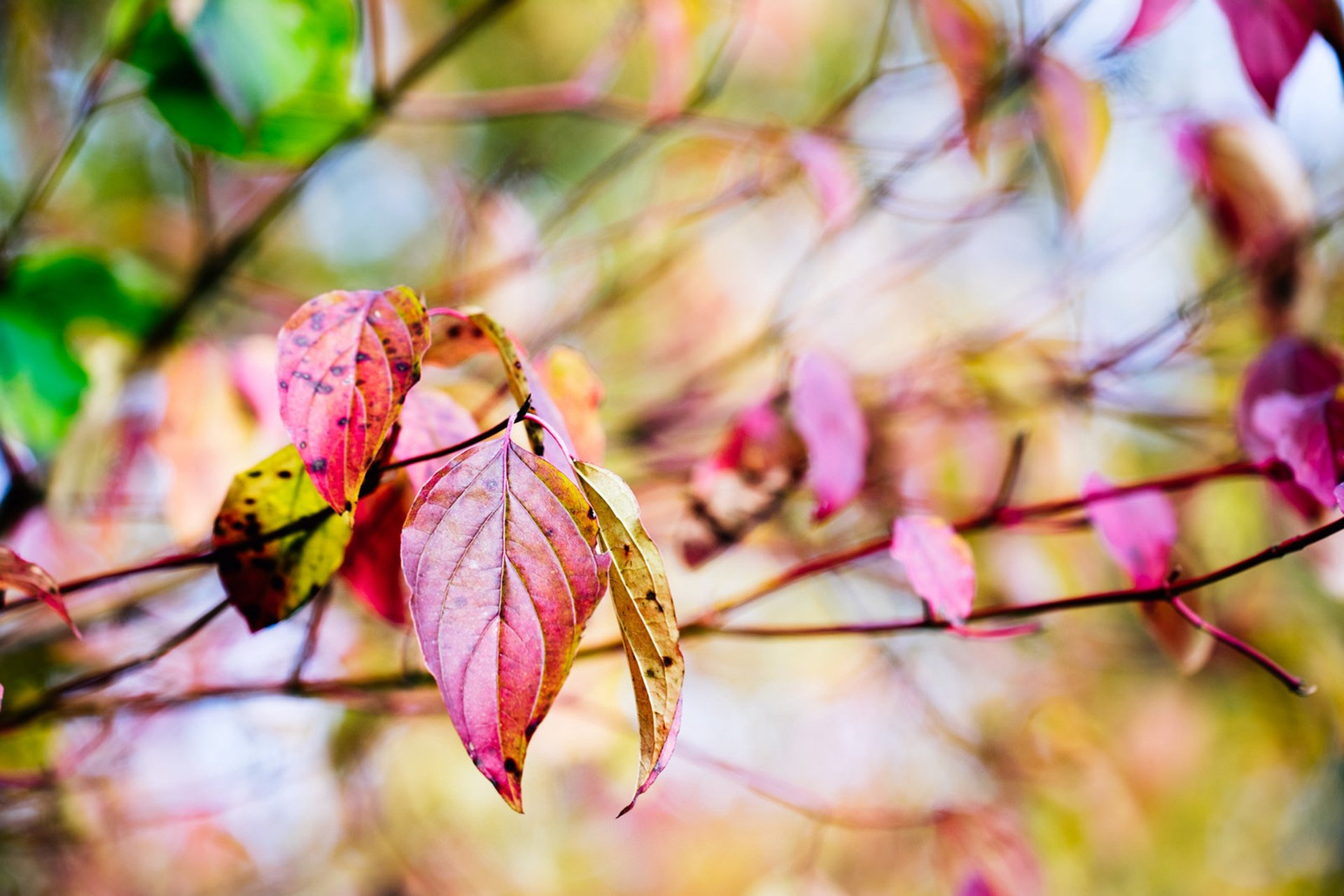 liście czerwony żółty gałęzie drzewo jesień makro bokeh natura