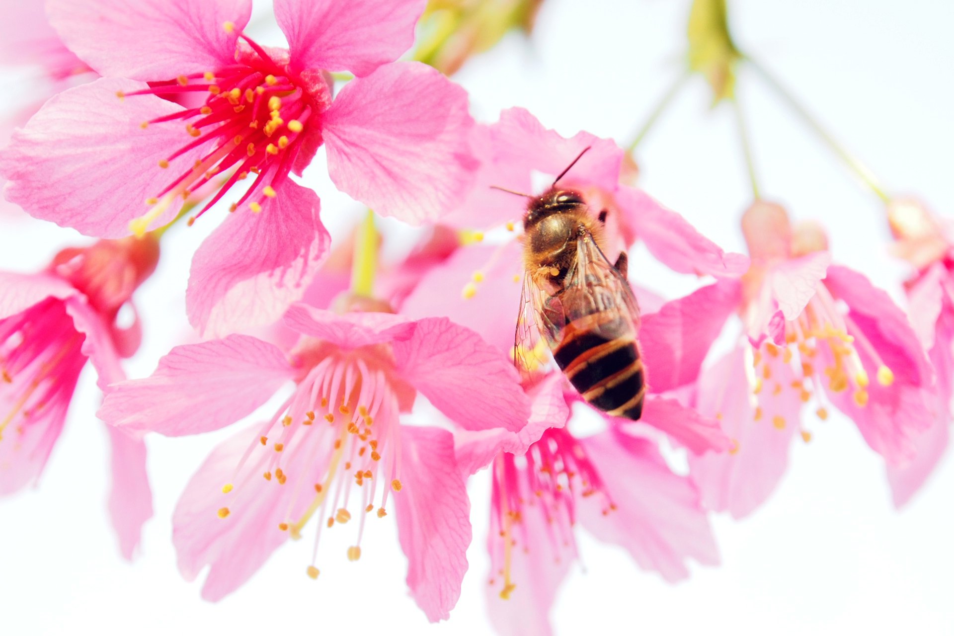 flores abeja macro