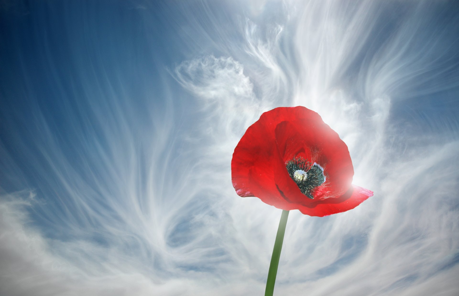 coquelicot ciel rouge