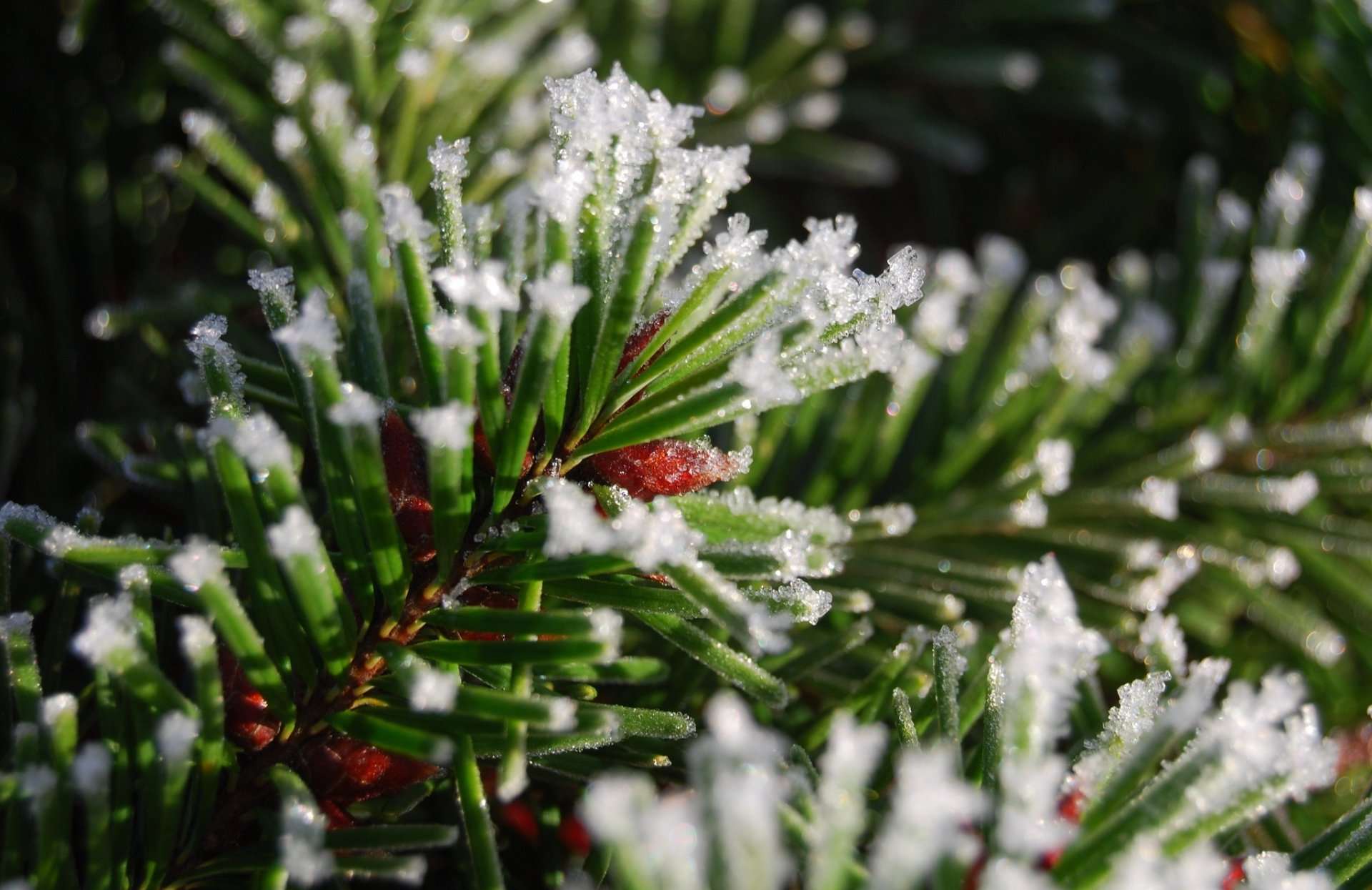 branche aiguilles aiguilles neige glace gros plan