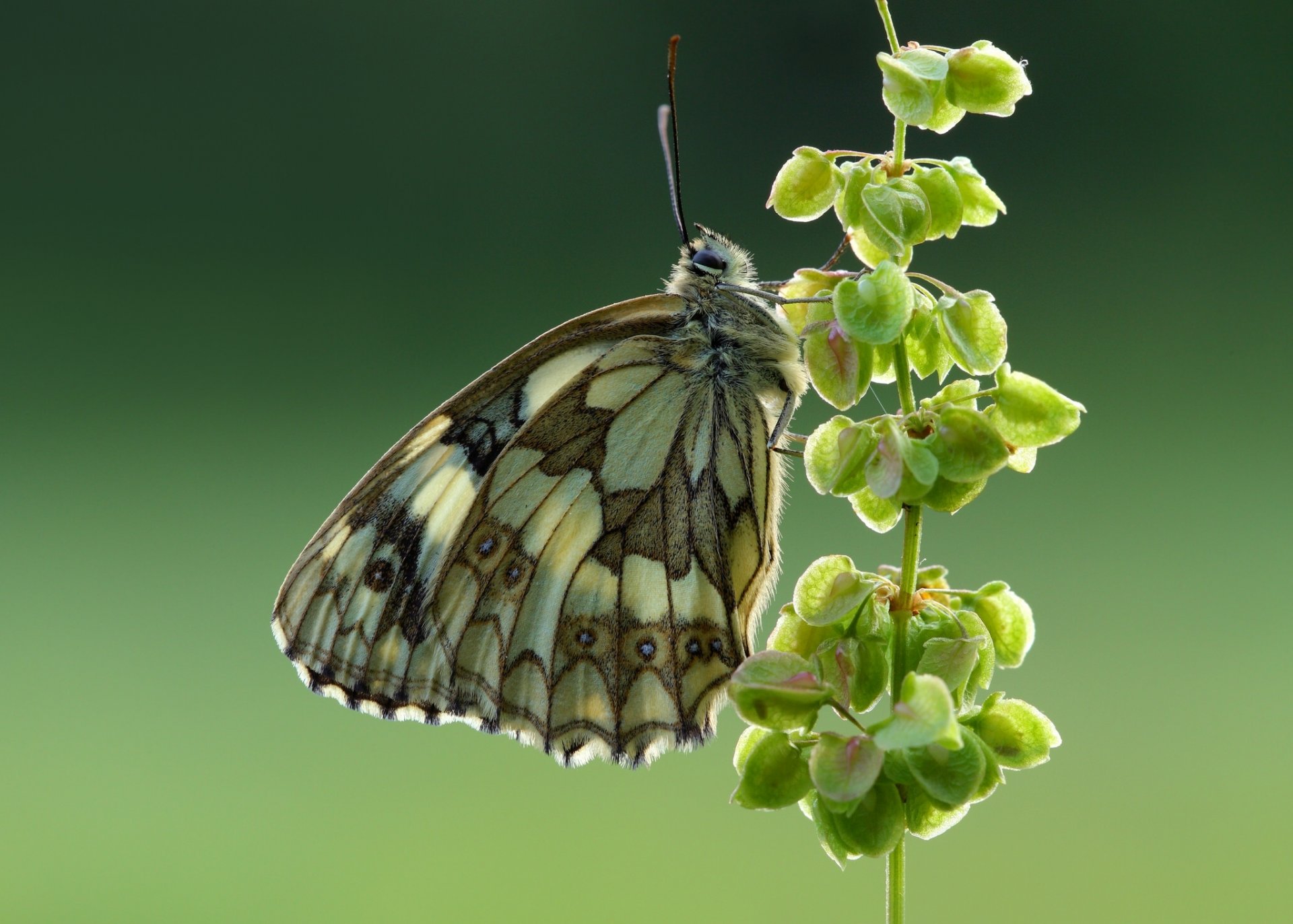 galatée papillon gros plan