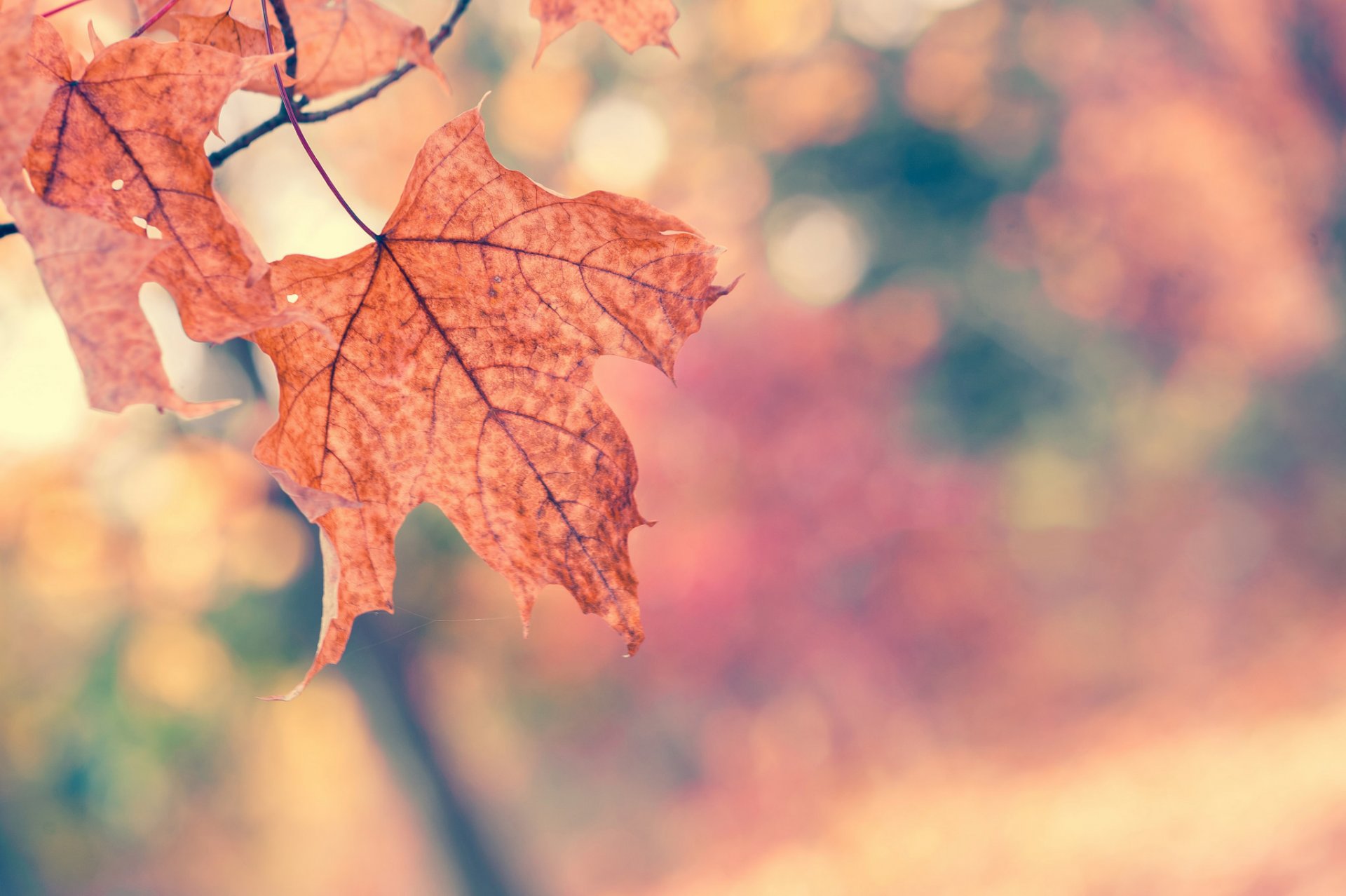 leaves maple orange branch tree autumn close up bokeh nature