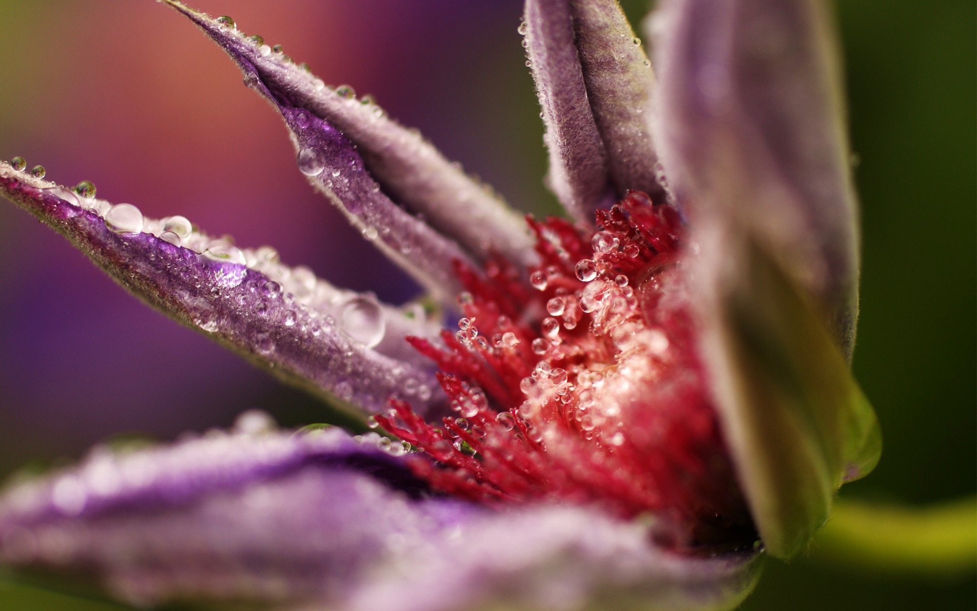 blume makro blüht auf tropfen