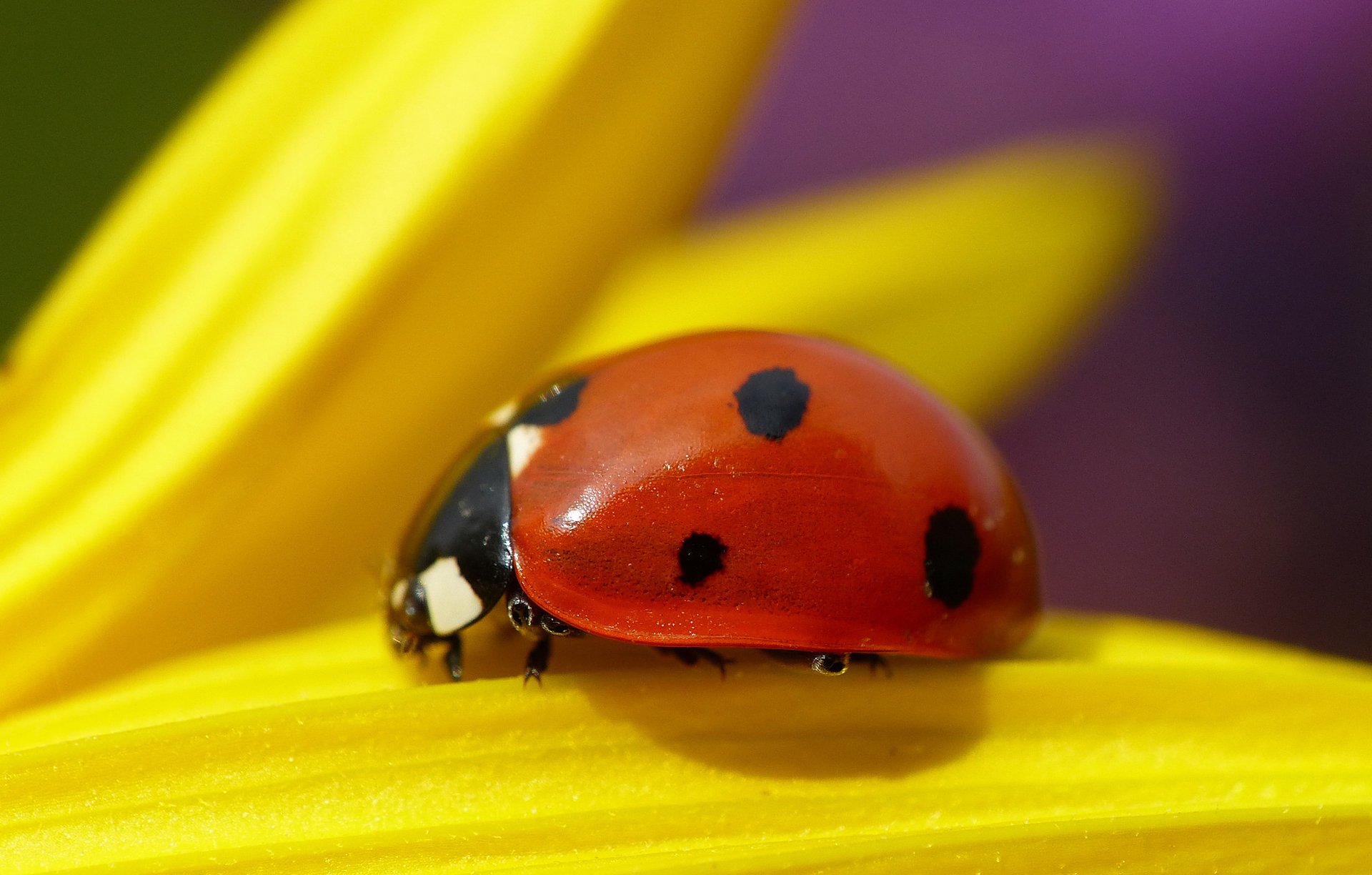 insecte coléoptère coccinelle plante fleur pétales