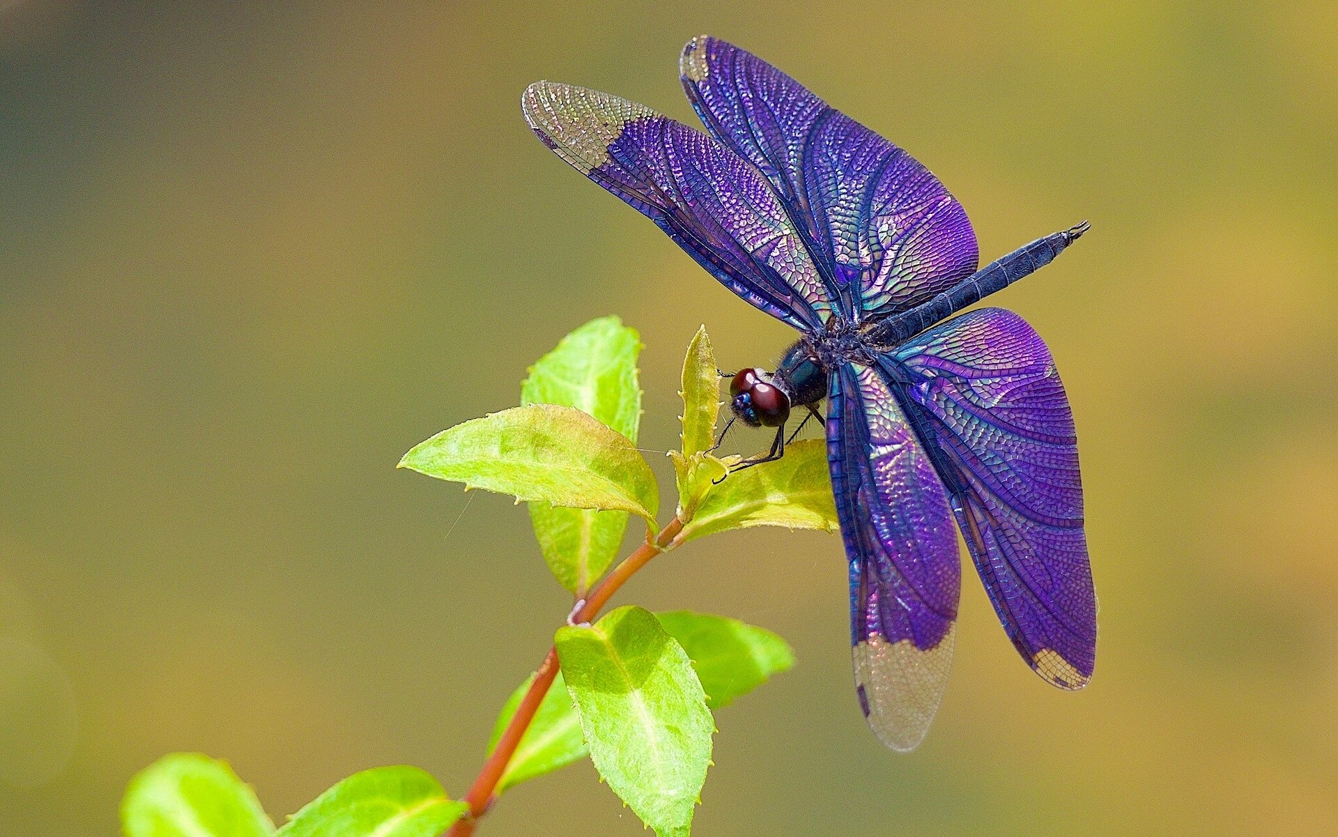 libellula filo d erba macro