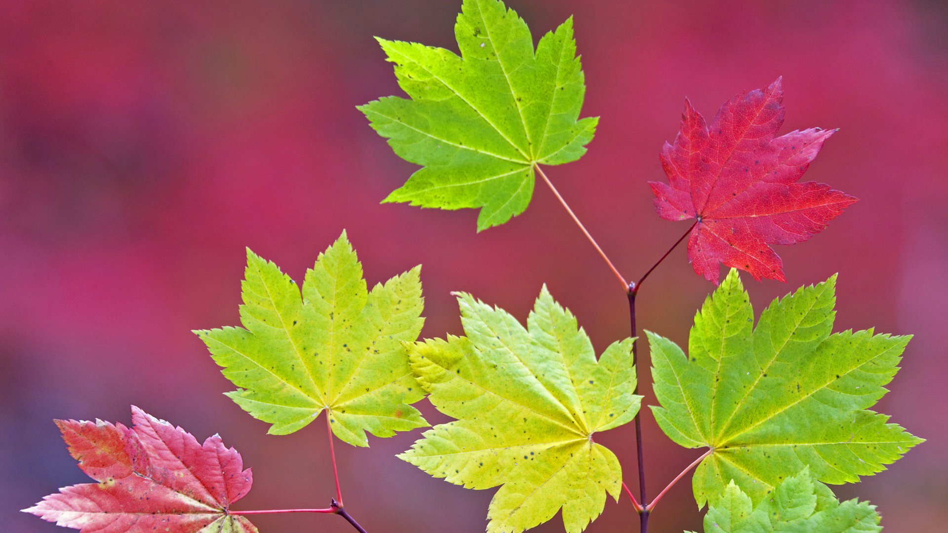 blätter ahorn zweig herbst farbe