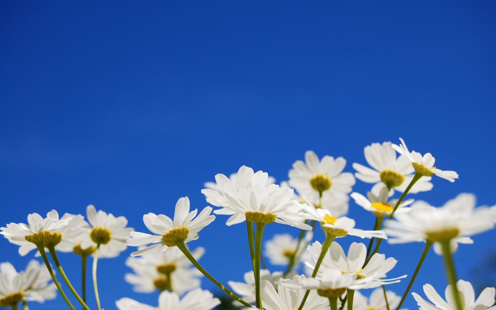 ciel fleurs jaune