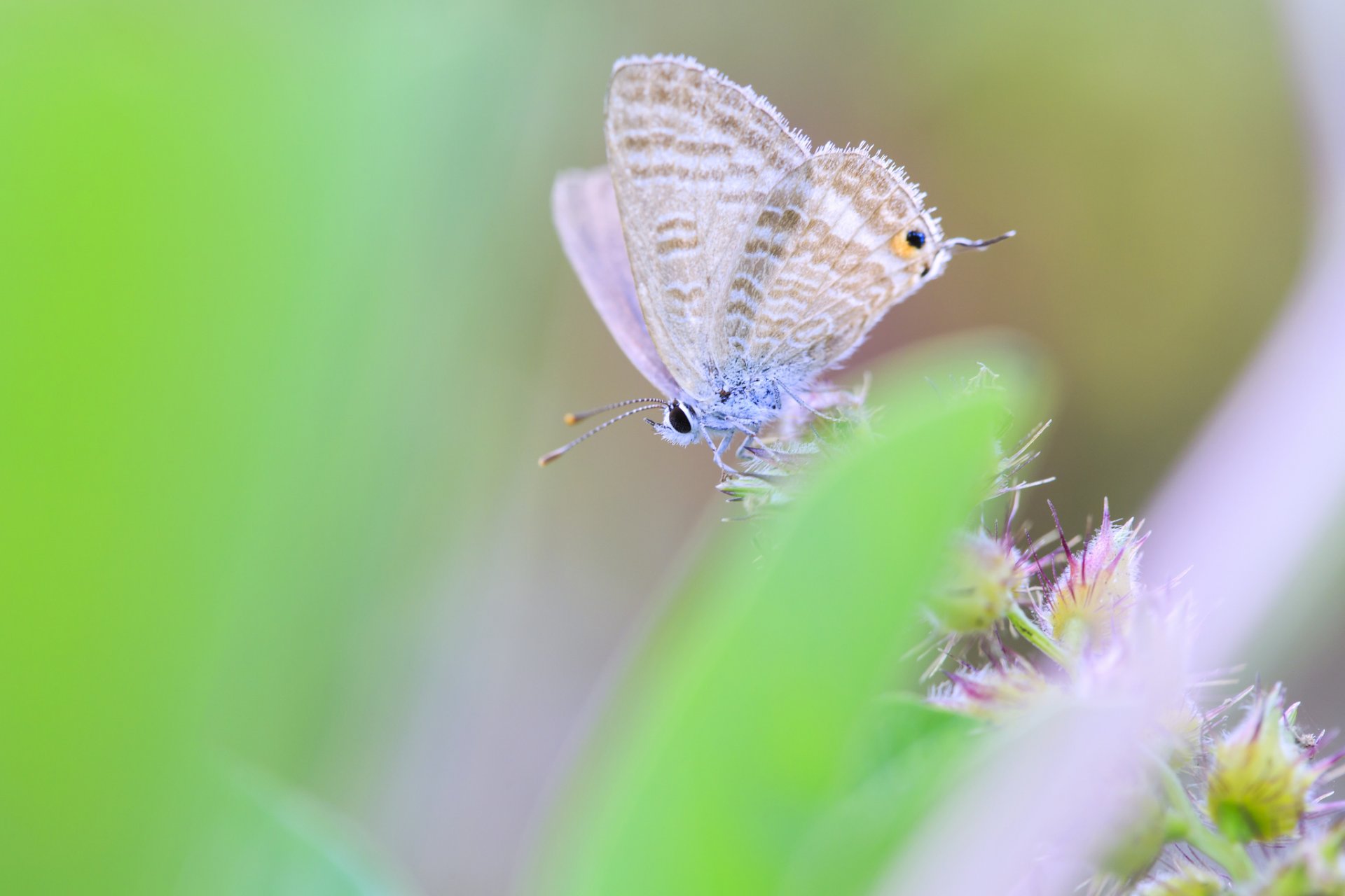 farfalla macro verde sfocatura ali insetto