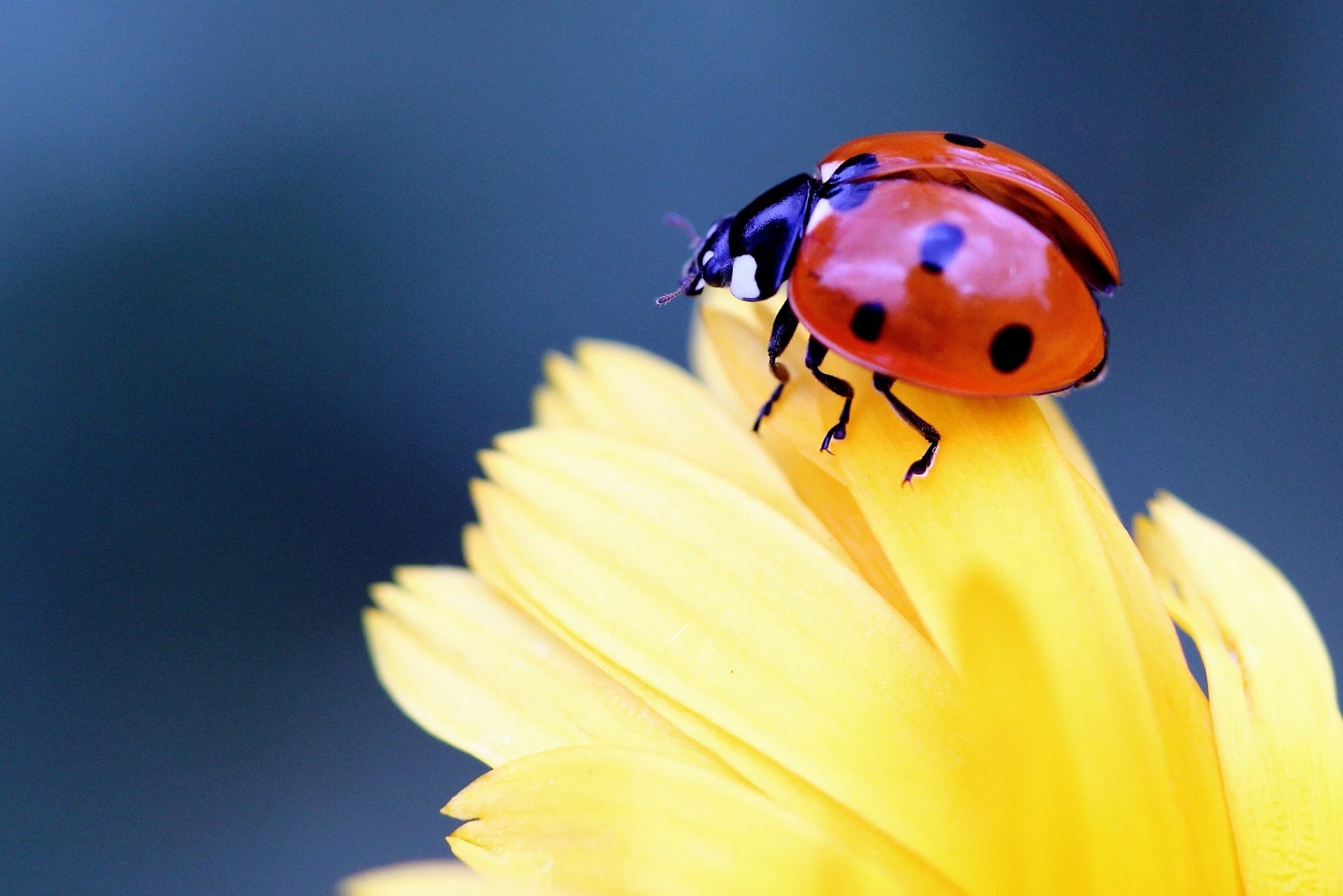 coccinelle coléoptère insecte fleur pétales gros plan