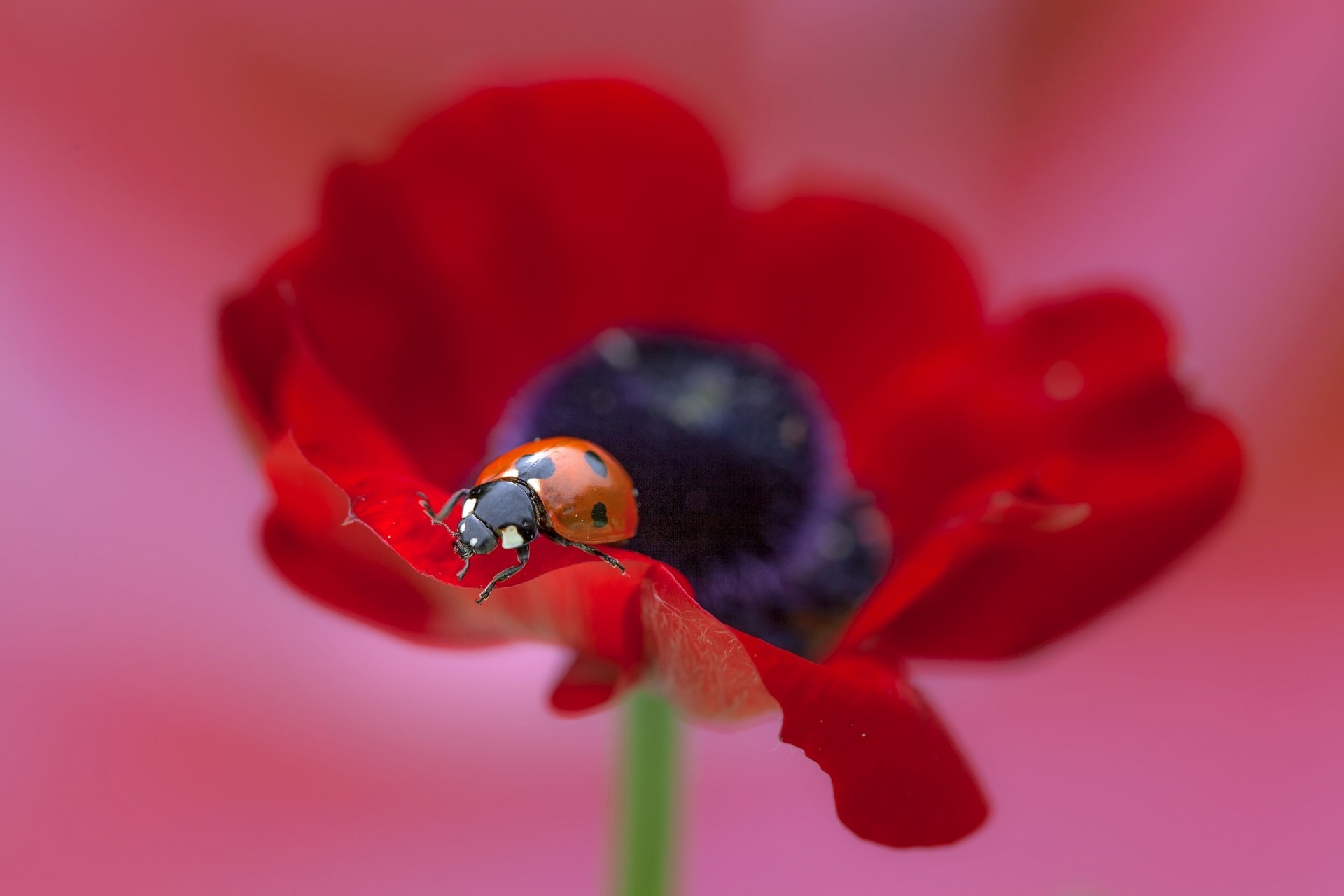 flower poppy close up ladybug macro