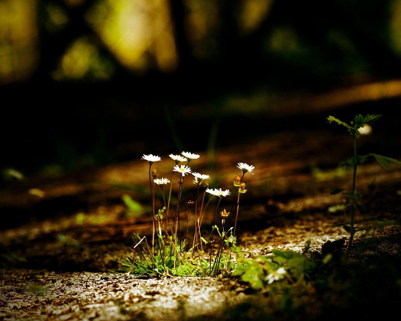 fleurs feuilles obscurité gros plan