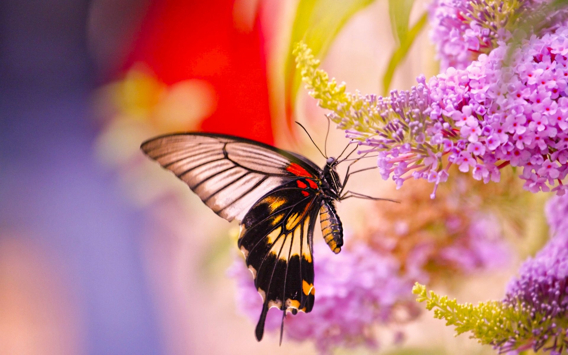 żaglówka motyl kwiaty makro