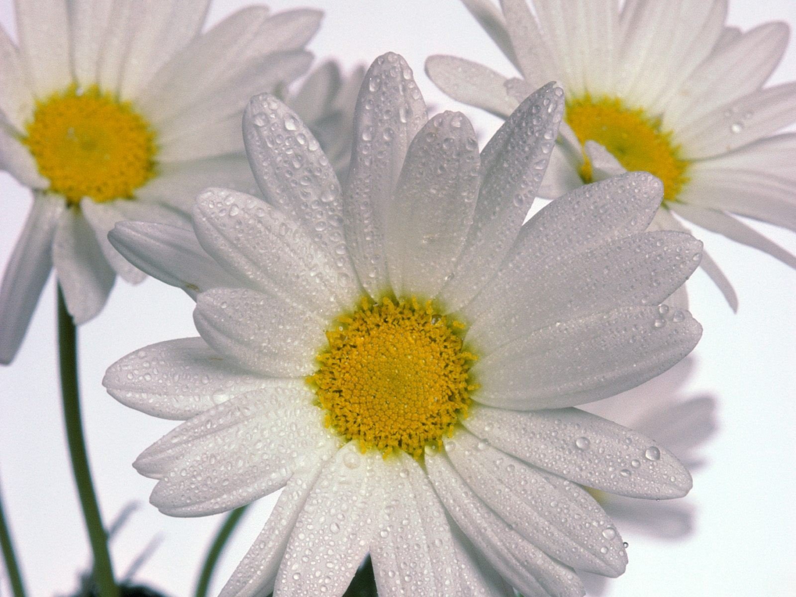 marguerites trois fond blanc