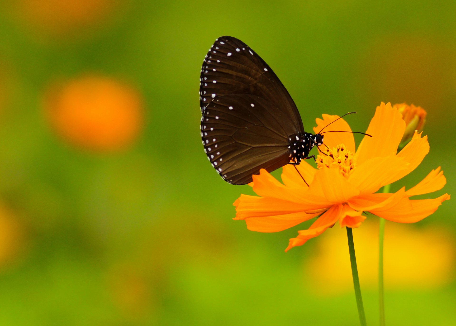 mariposa alas antenas puntos puntos blancos flor bokeh mariposas zarcillos probóscide puntos tallo