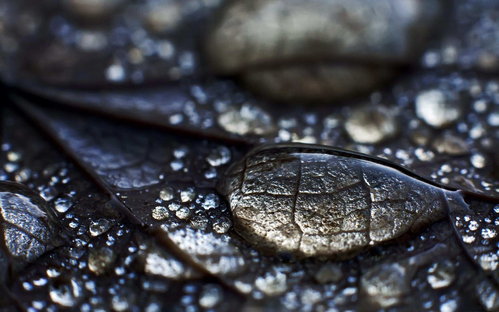 feuille eau gouttes rosée feuille surface