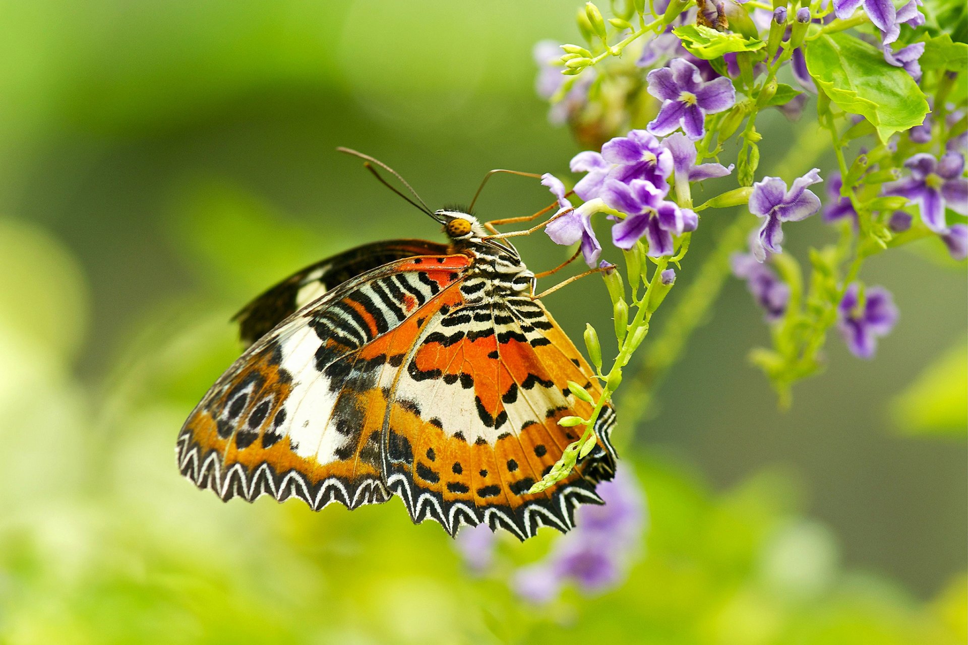 papillon papillon de nuit ailes insecte fleur plante