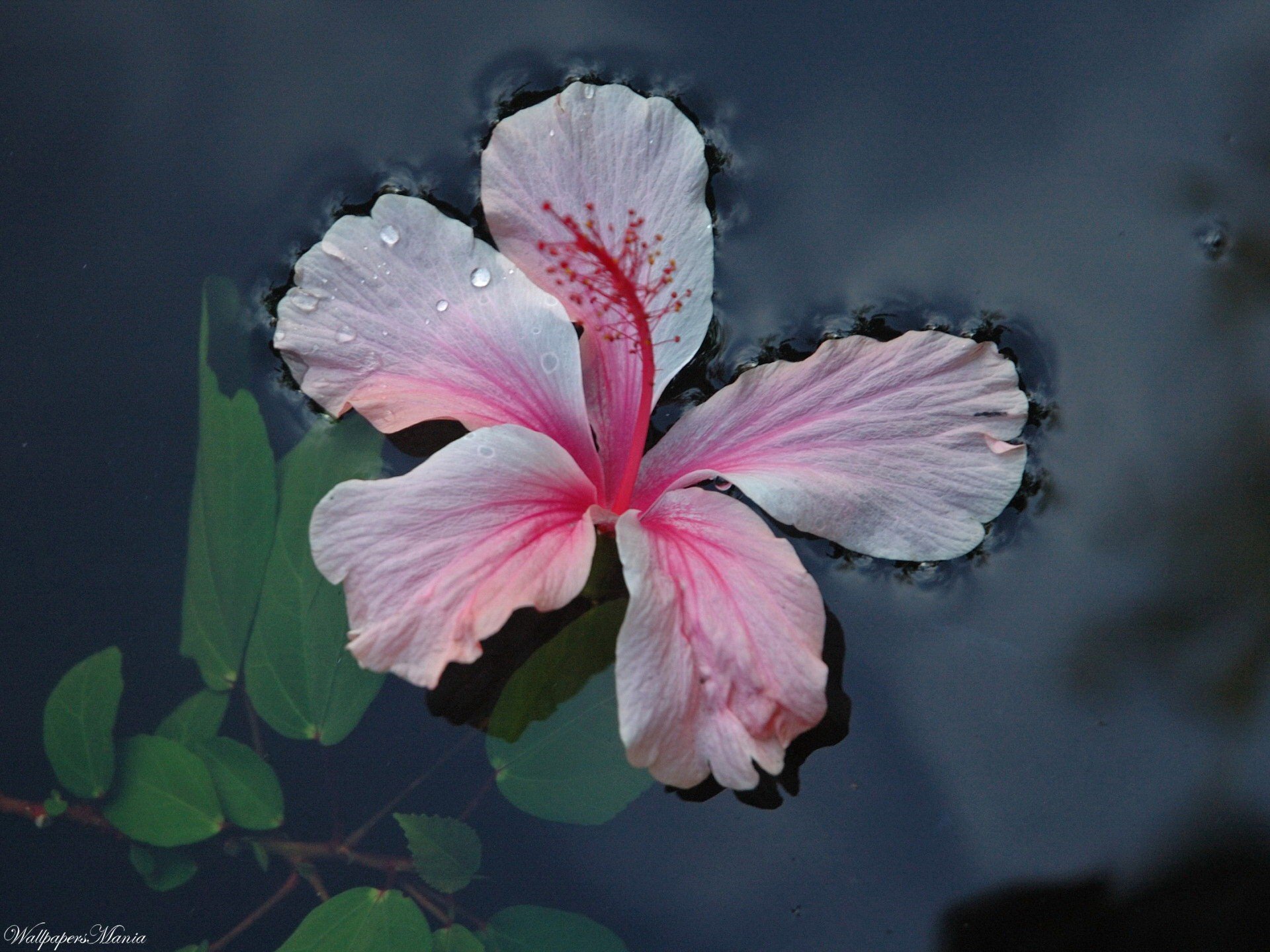 fleur eau feuilles