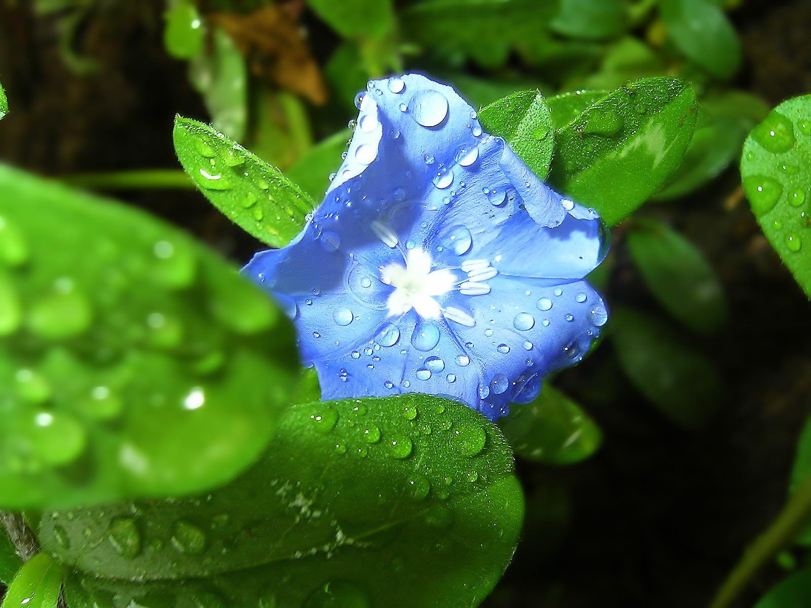 fiore colore macro