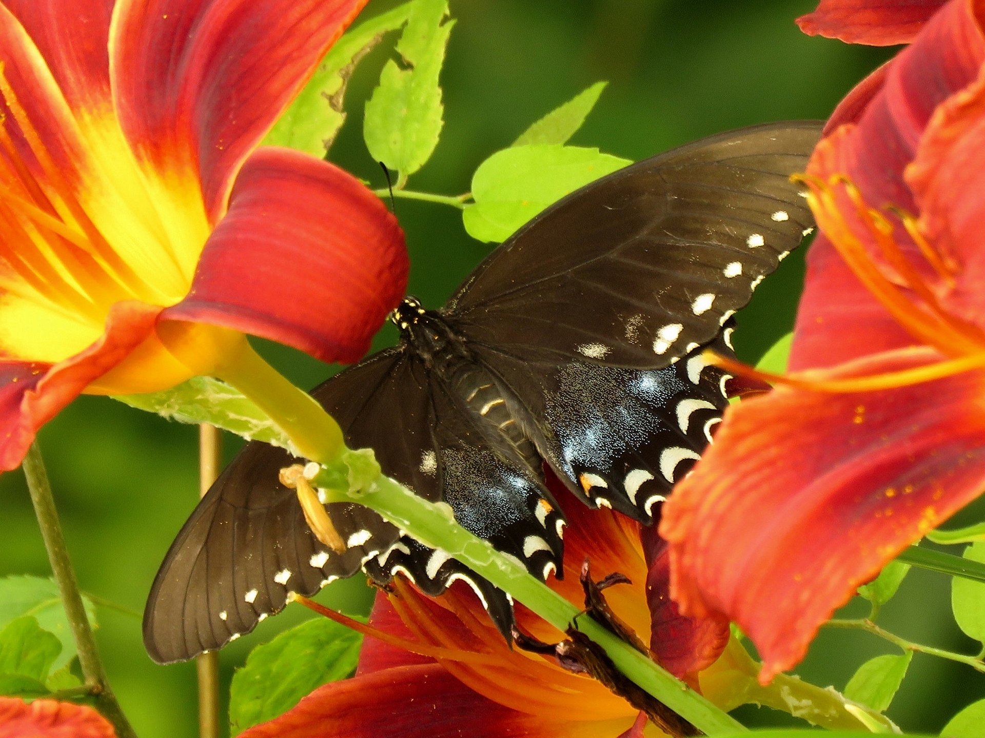 ailboat glaucus butterfly flower lilies close up