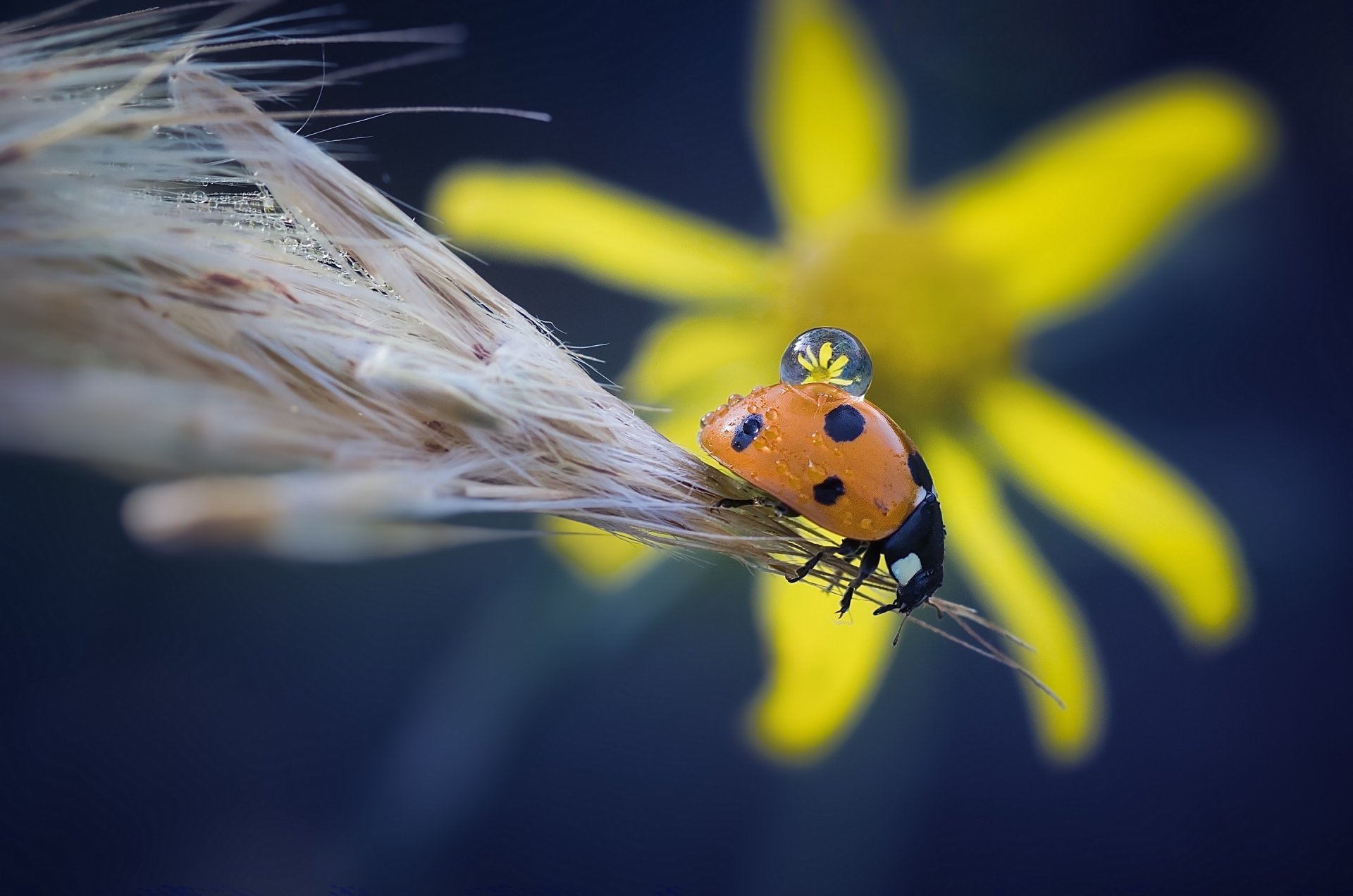 marienkäfer insekt käfer ährchen blume tropfen makro