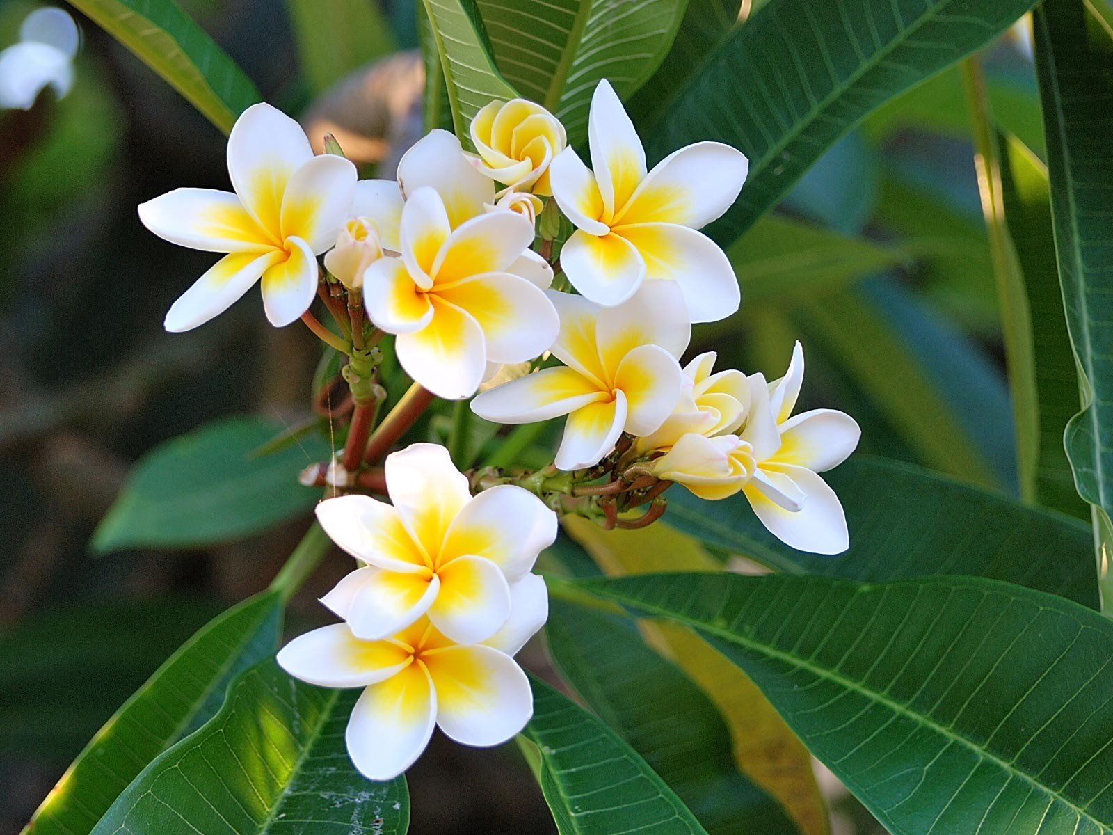 plumeria grün weiß blätter