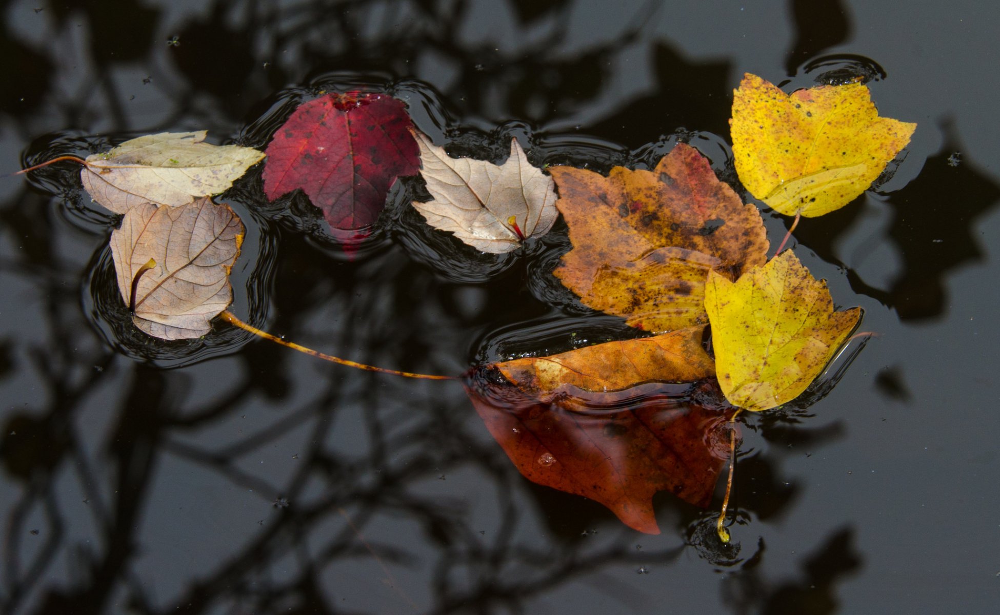 acqua superficie foglie autunno