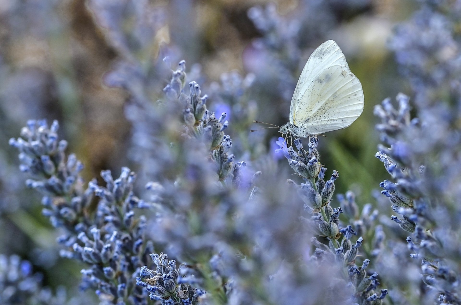 farfalla lavanda fiori macro