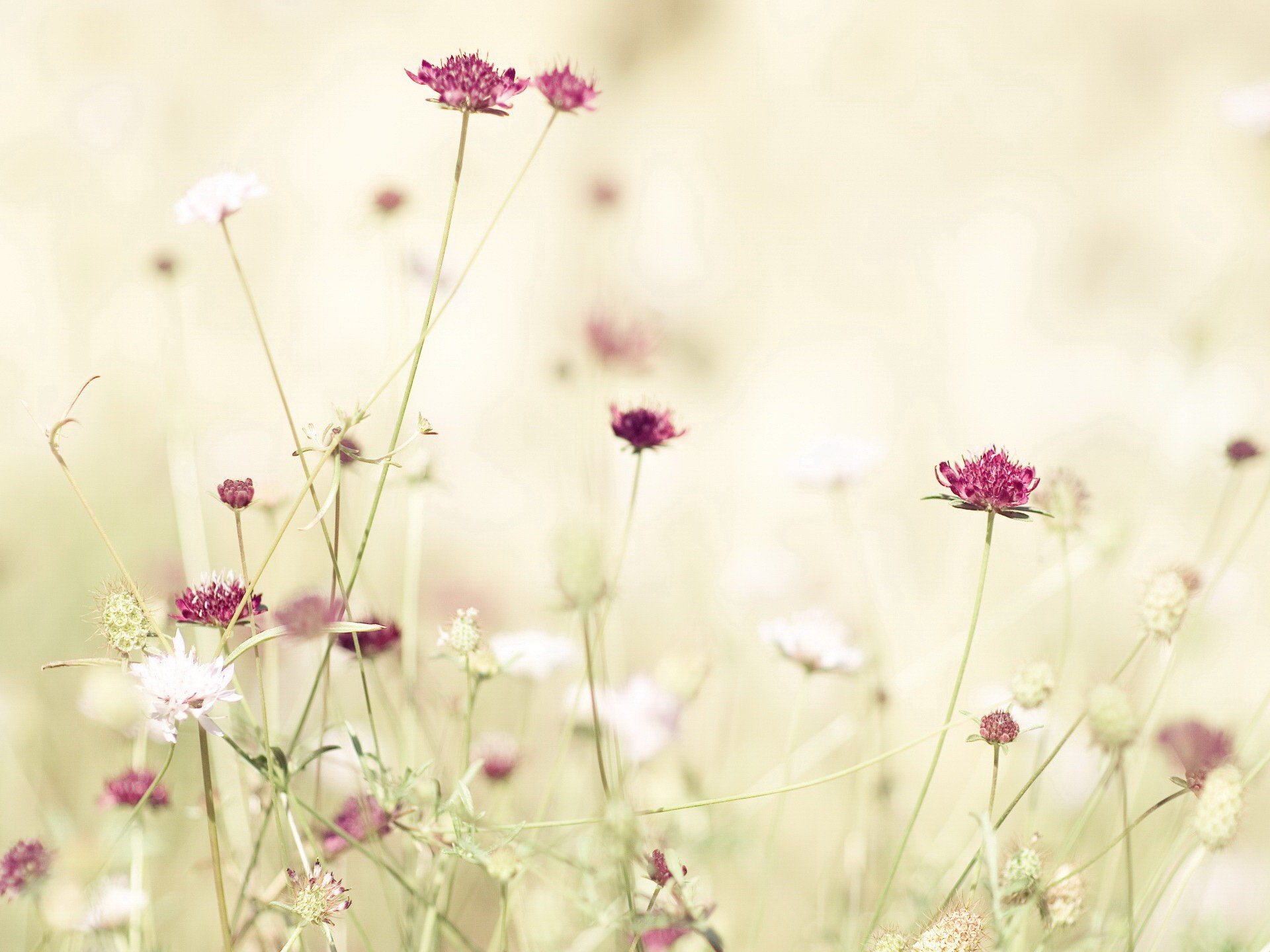 luce fiore rosso