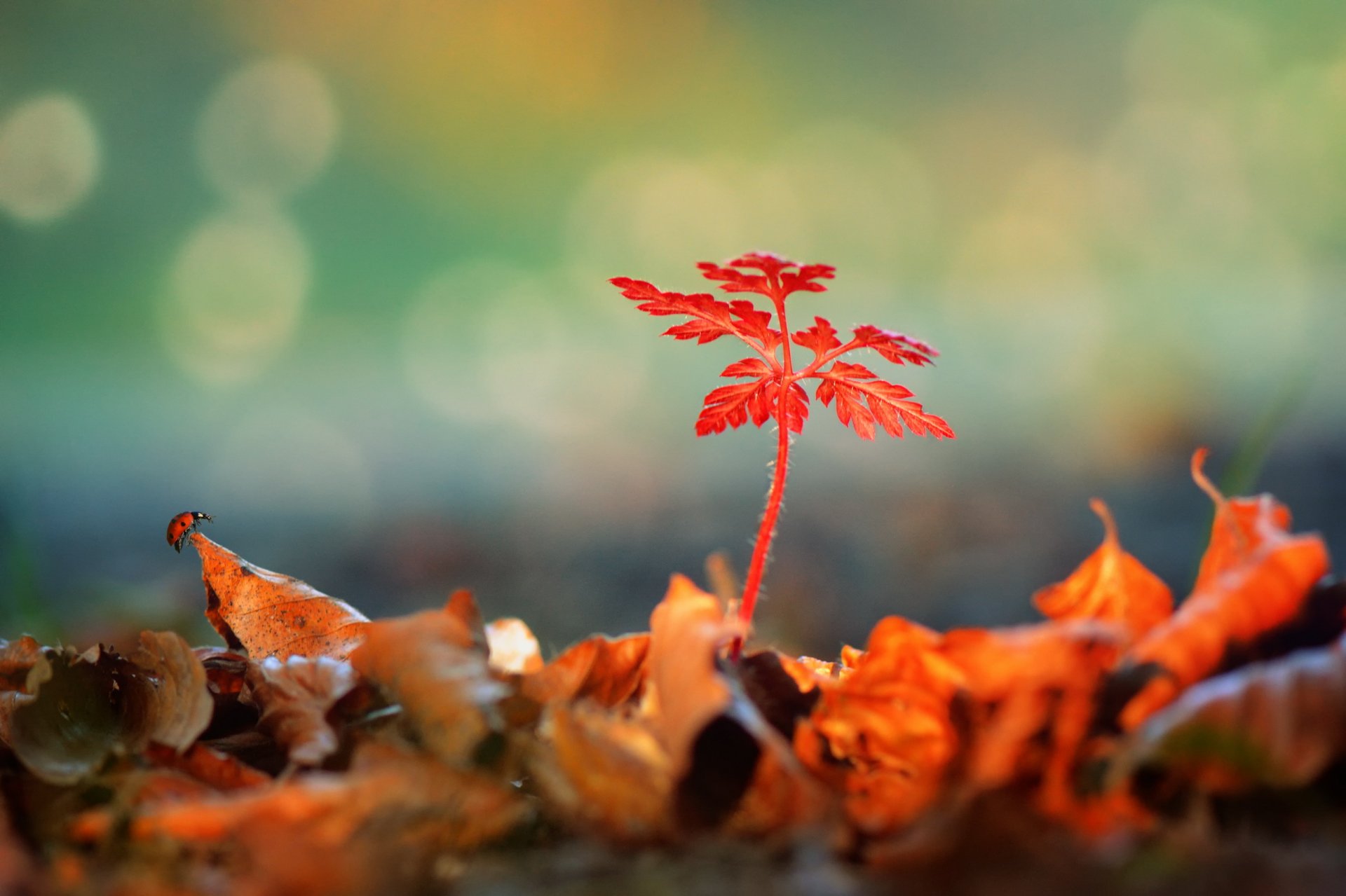 plante feuilles tombées coccinelle éblouissement