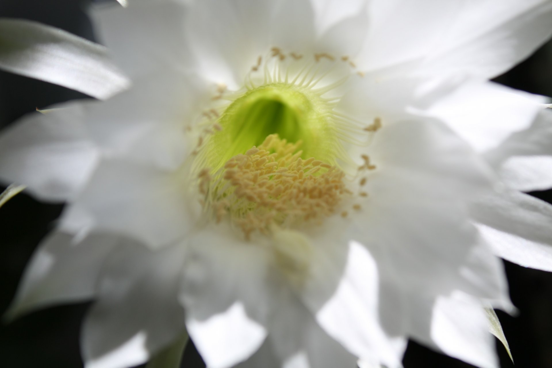 cactus gros plan étamines